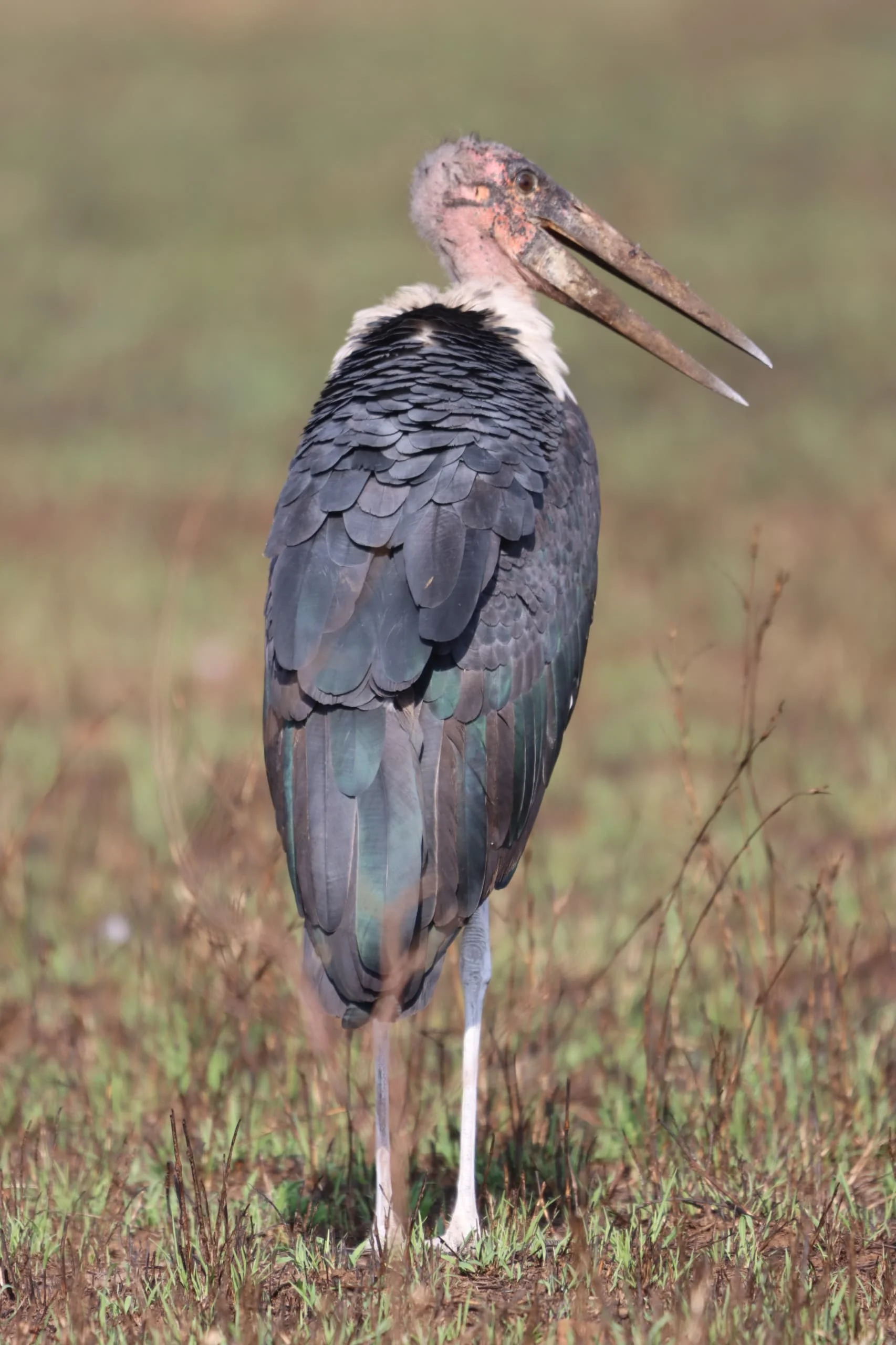 6-Day Private Tanzania Camping Safari: Tarangire, Serengeti & Ngorongoro