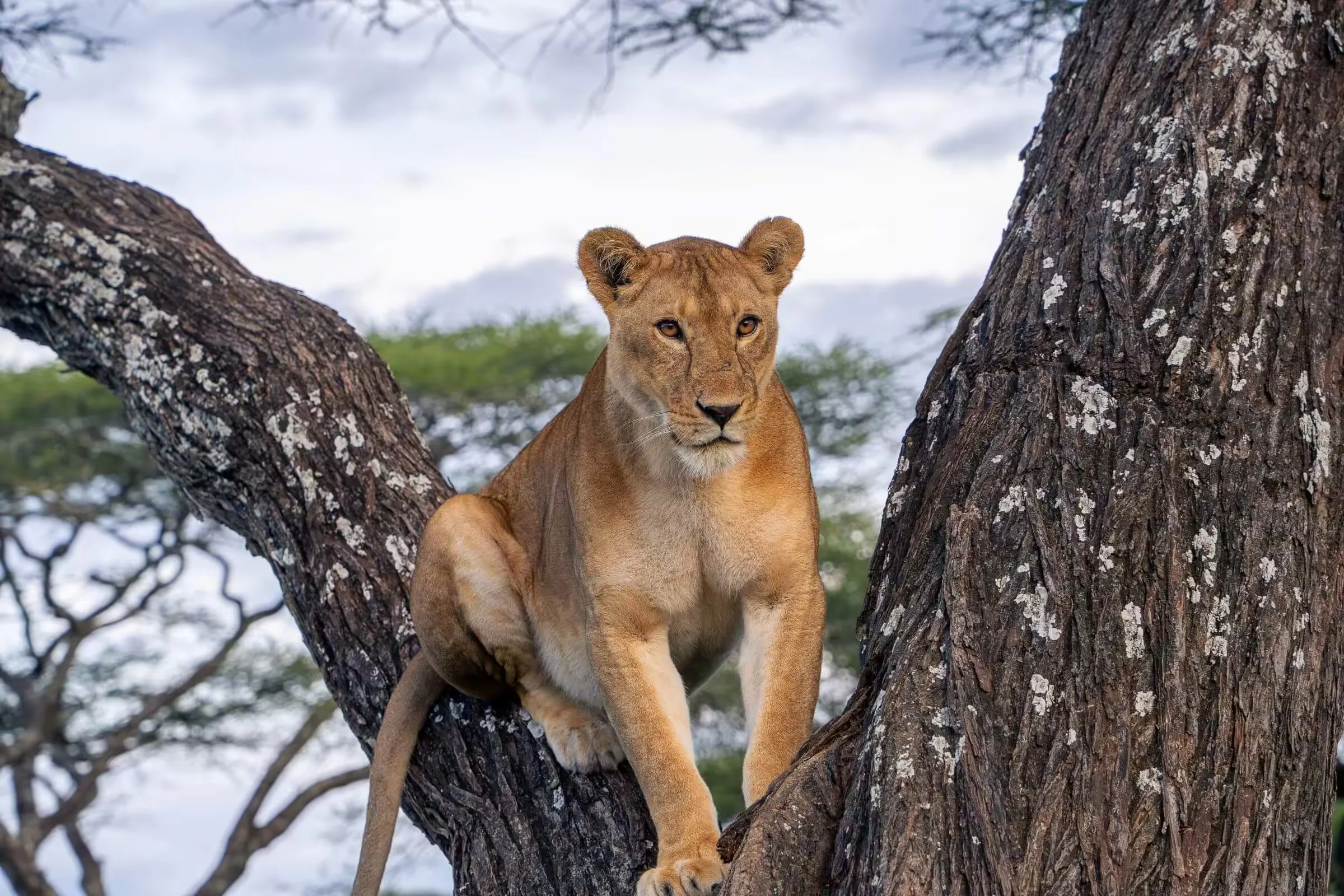 7-Day Private Tanzania Camping Safari: Tarangire, Serengeti & Ngorongoro
