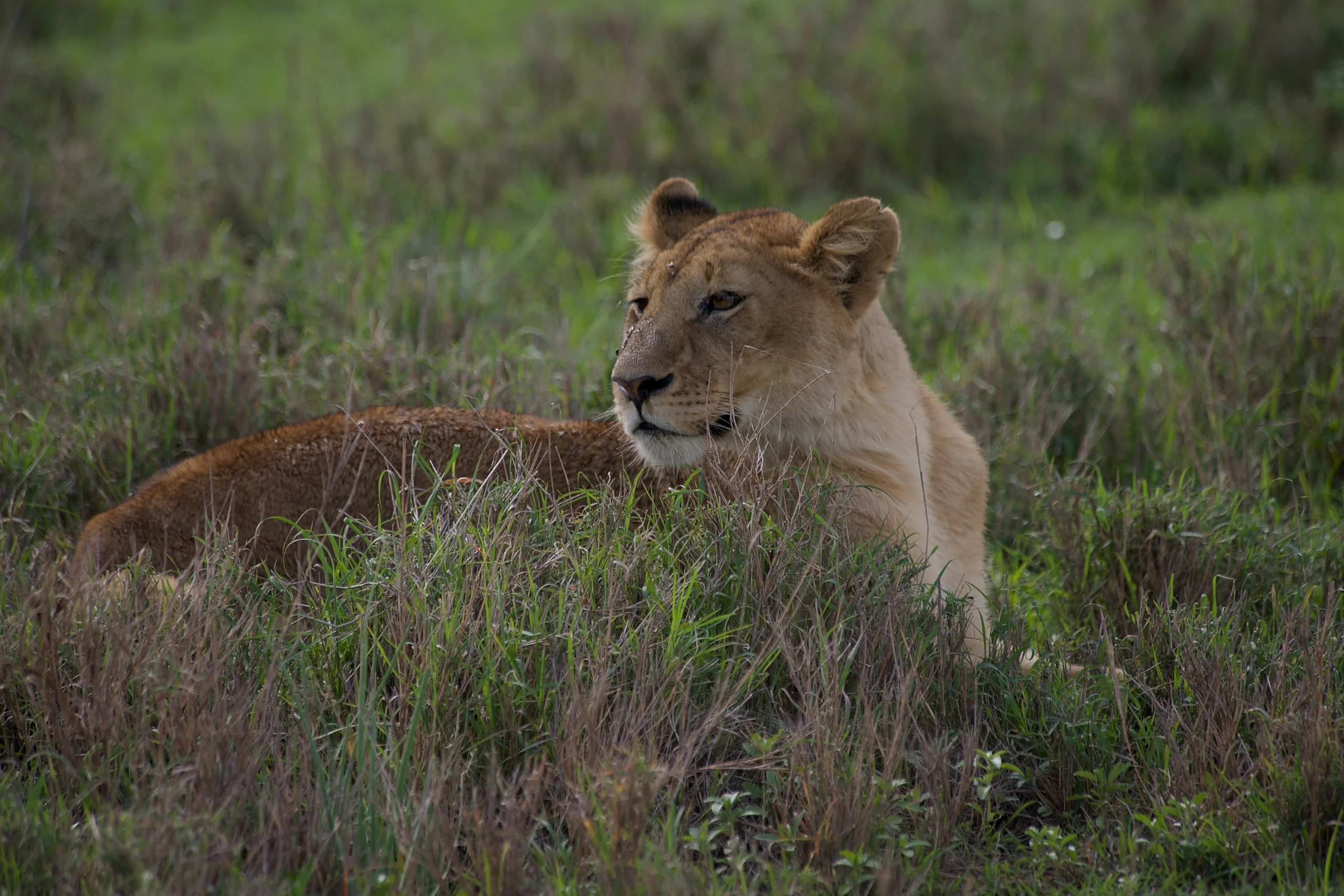 3-Day Private Serengeti Fly-In & Fly-Out Safari from Zanzibar