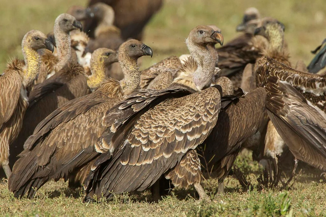 6-Day Private Tanzania Camping Safari: Tarangire, Serengeti & Ngorongoro