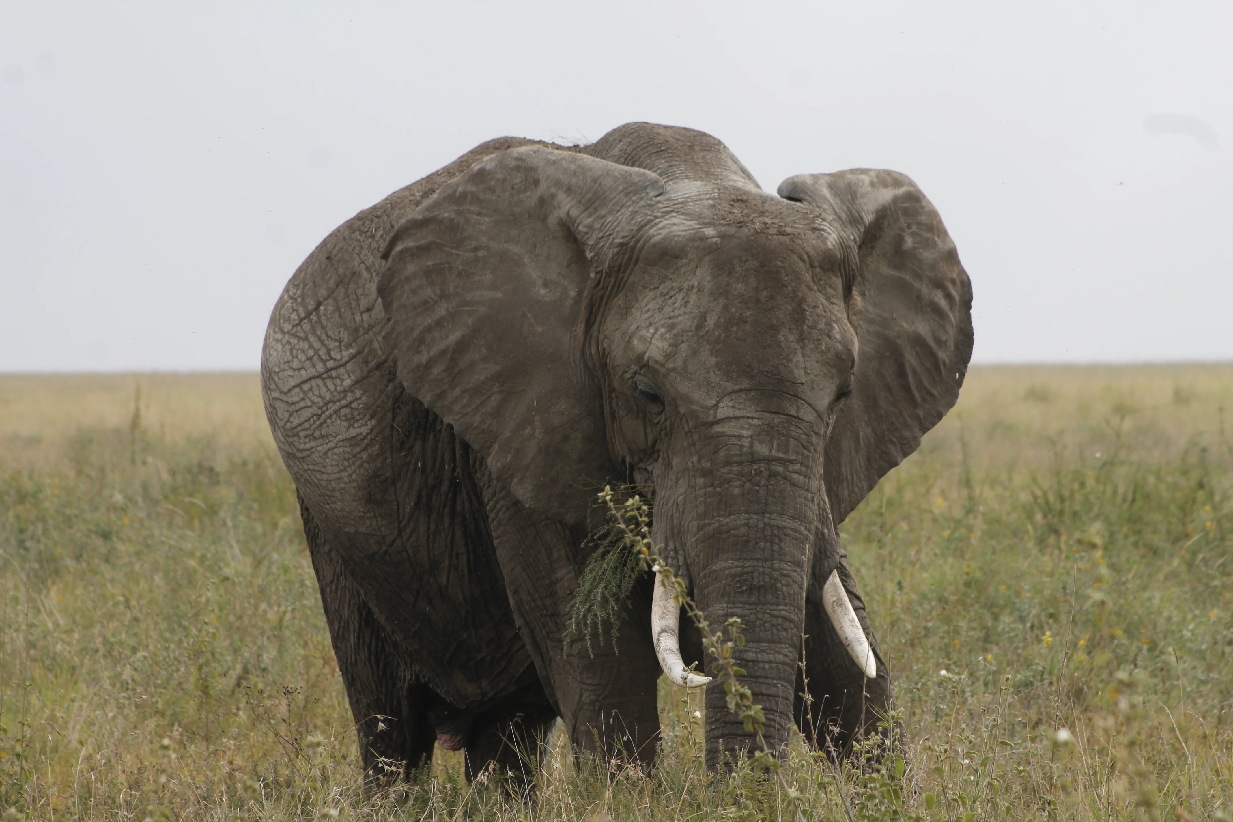 6-Day Private Tanzania Camping Safari: Tarangire, Serengeti & Ngorongoro