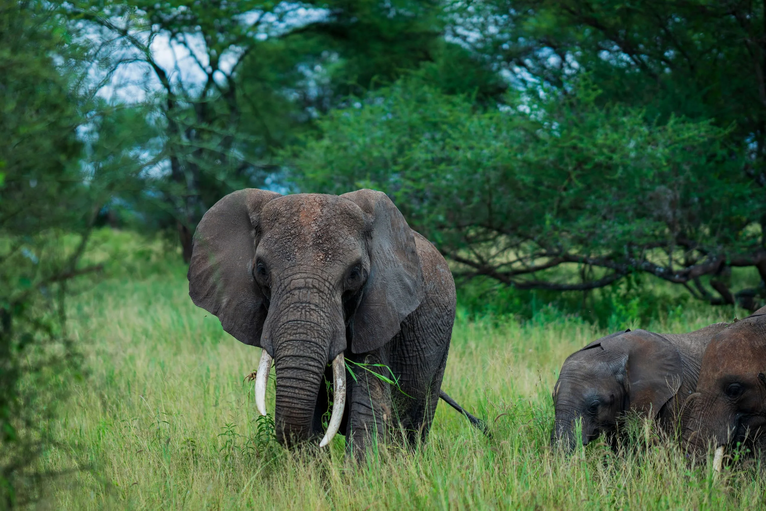 5-Day Private Tanzania Camping Safari: Tarangire, Serengeti & Ngorongoro