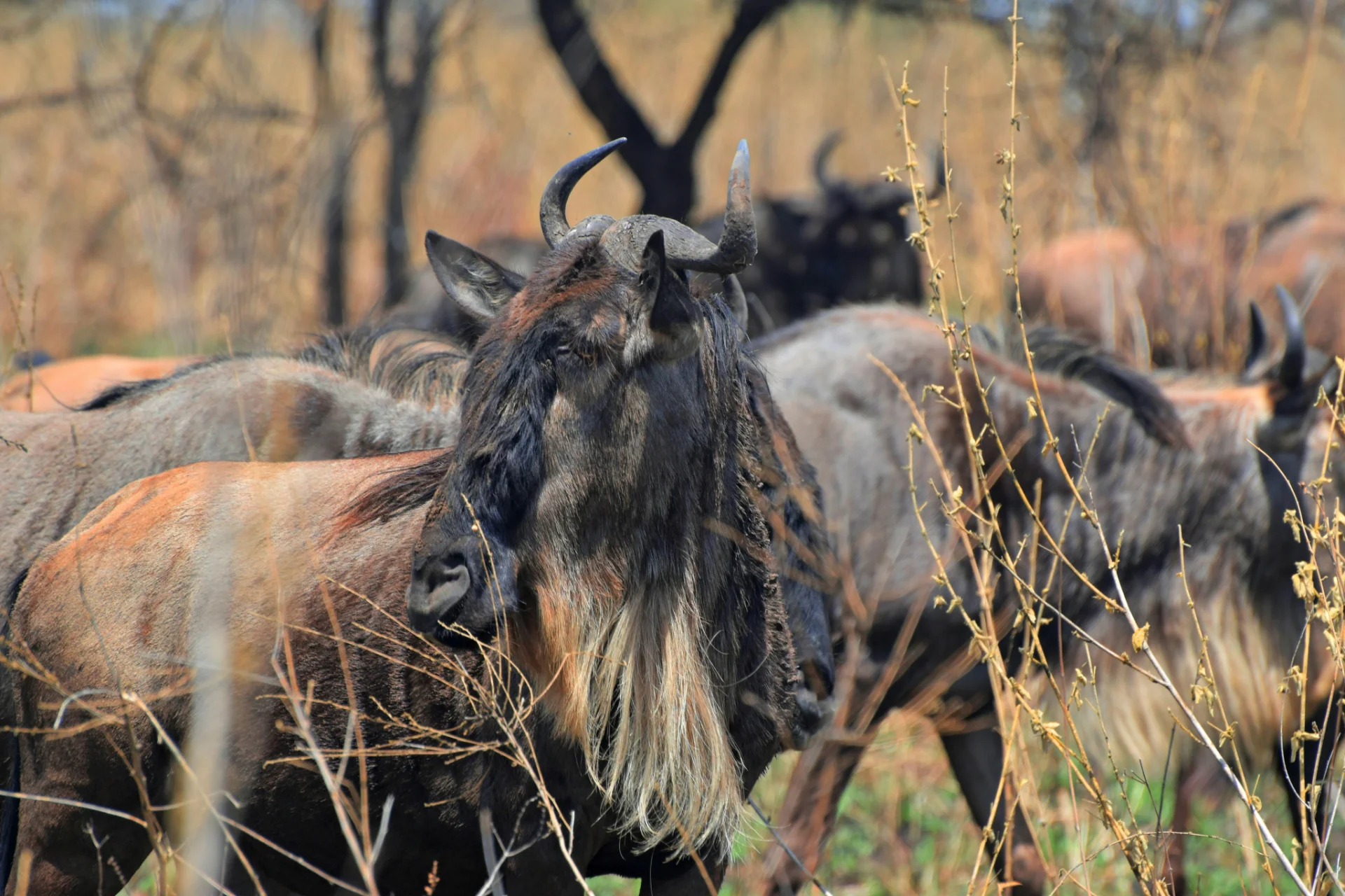 5-Day Private Ndutu Calving Season Safari – photo 7