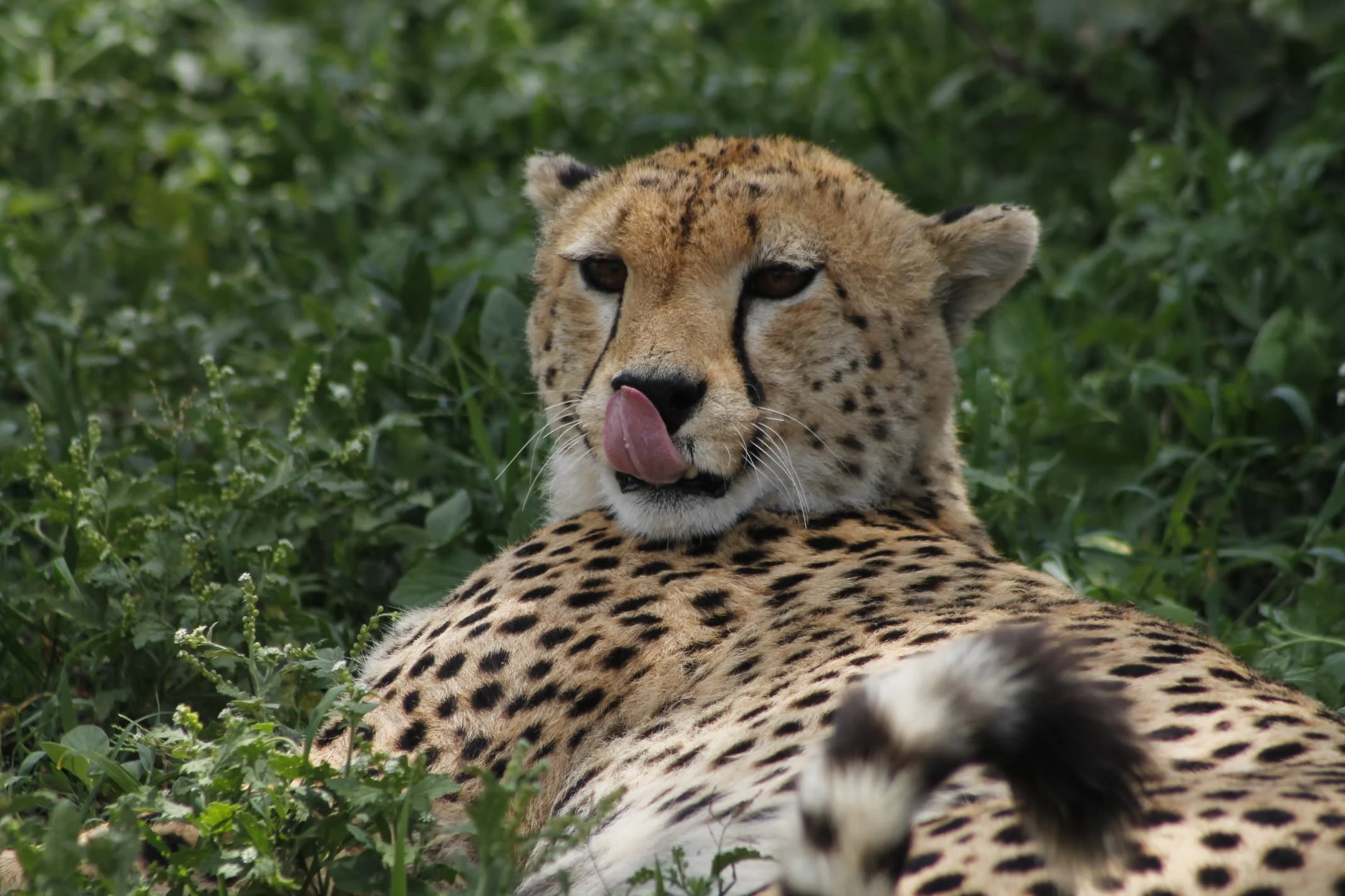 3-Day Private Serengeti Fly-In & Fly-Out Safari from Zanzibar