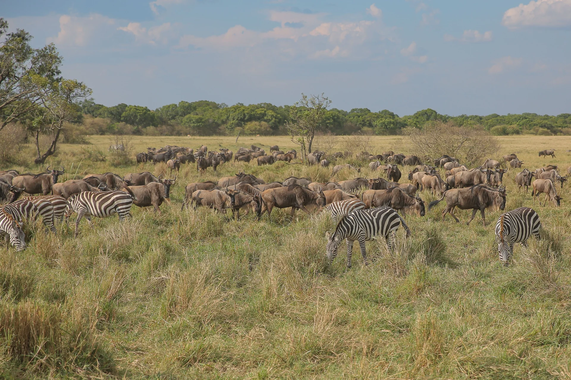 5-Day Private Ndutu Calving Season Safari – photo 8