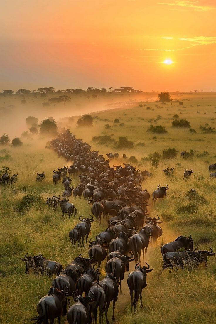 4-Day Ultimate Private Camping Experience in Serengeti & Ngorongoro