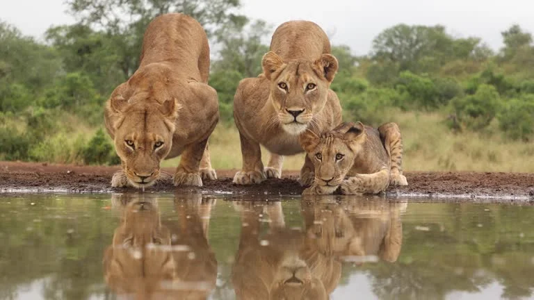 Two lionesses and a young lion cub standing together at the edge of a waterhole.