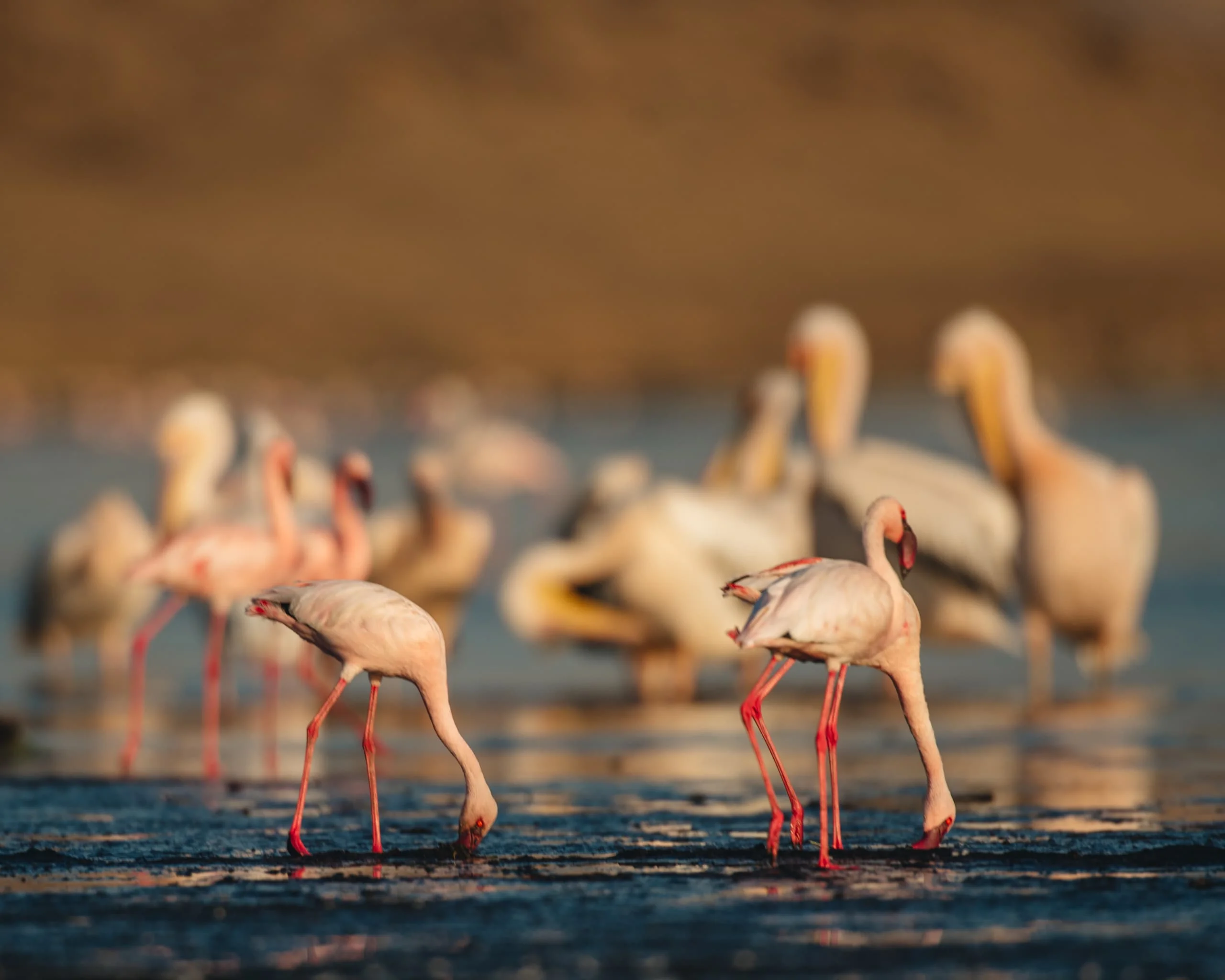 6-Day Private Tanzania Camping Safari: Tarangire, Serengeti & Ngorongoro