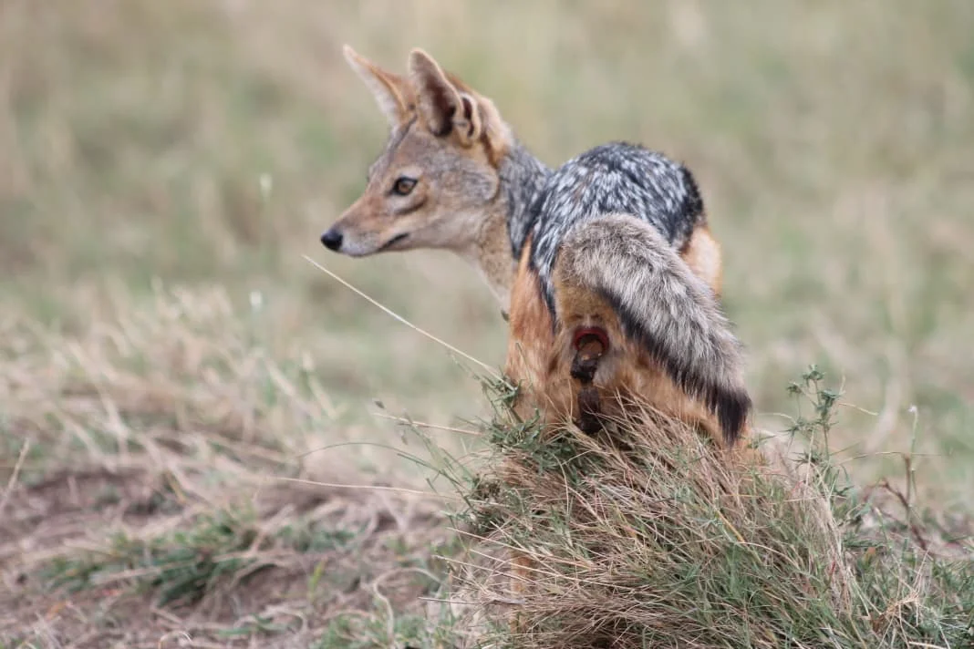 7-Day Private Tanzania Camping Safari: Tarangire, Serengeti & Ngorongoro