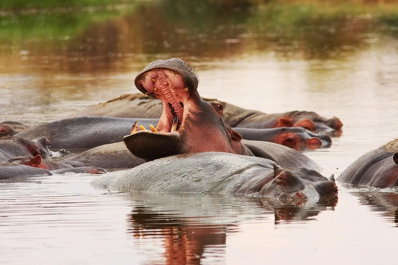 6-Day Private Tanzania Camping Safari: Tarangire, Serengeti & Ngorongoro