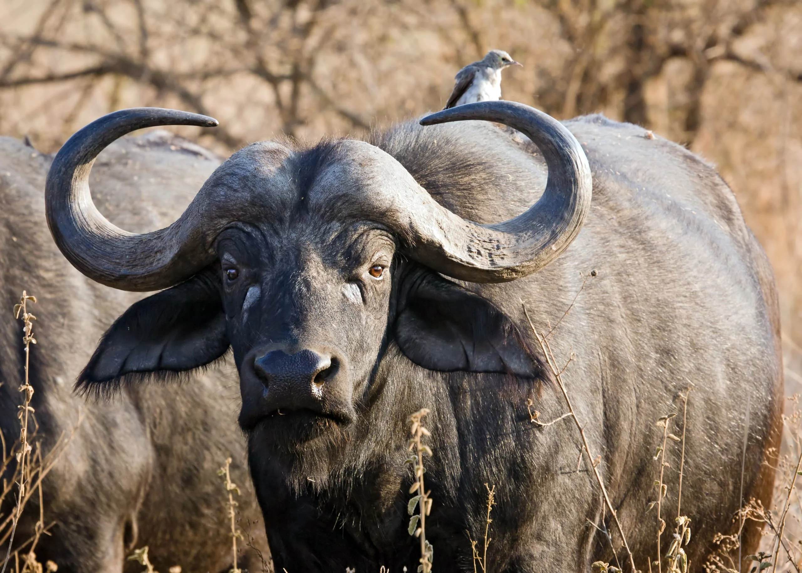 3-Day Private Serengeti Fly-In & Fly-Out Safari from Zanzibar