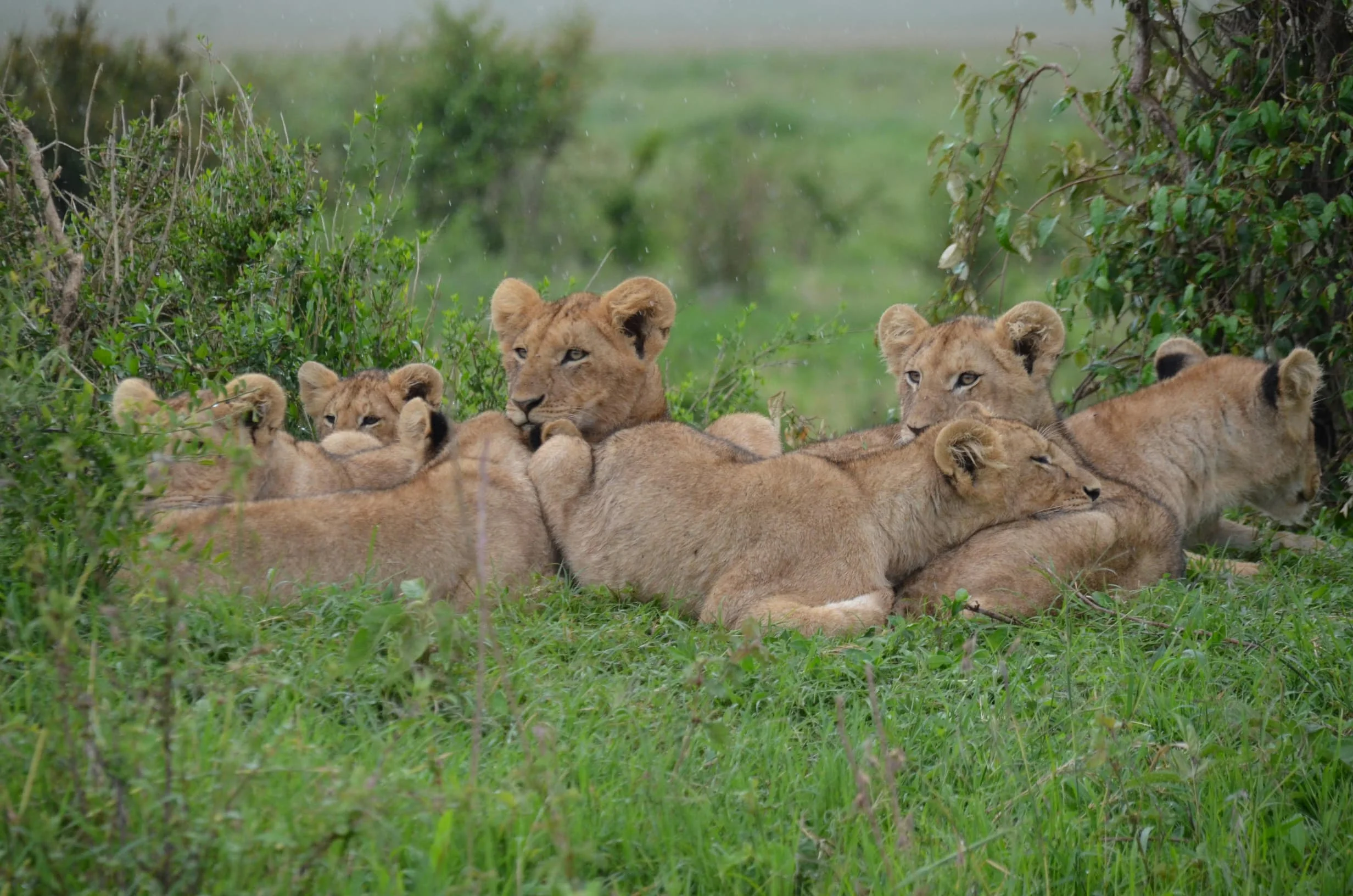 3-Day Private Serengeti Fly-In & Fly-Out Safari from Zanzibar