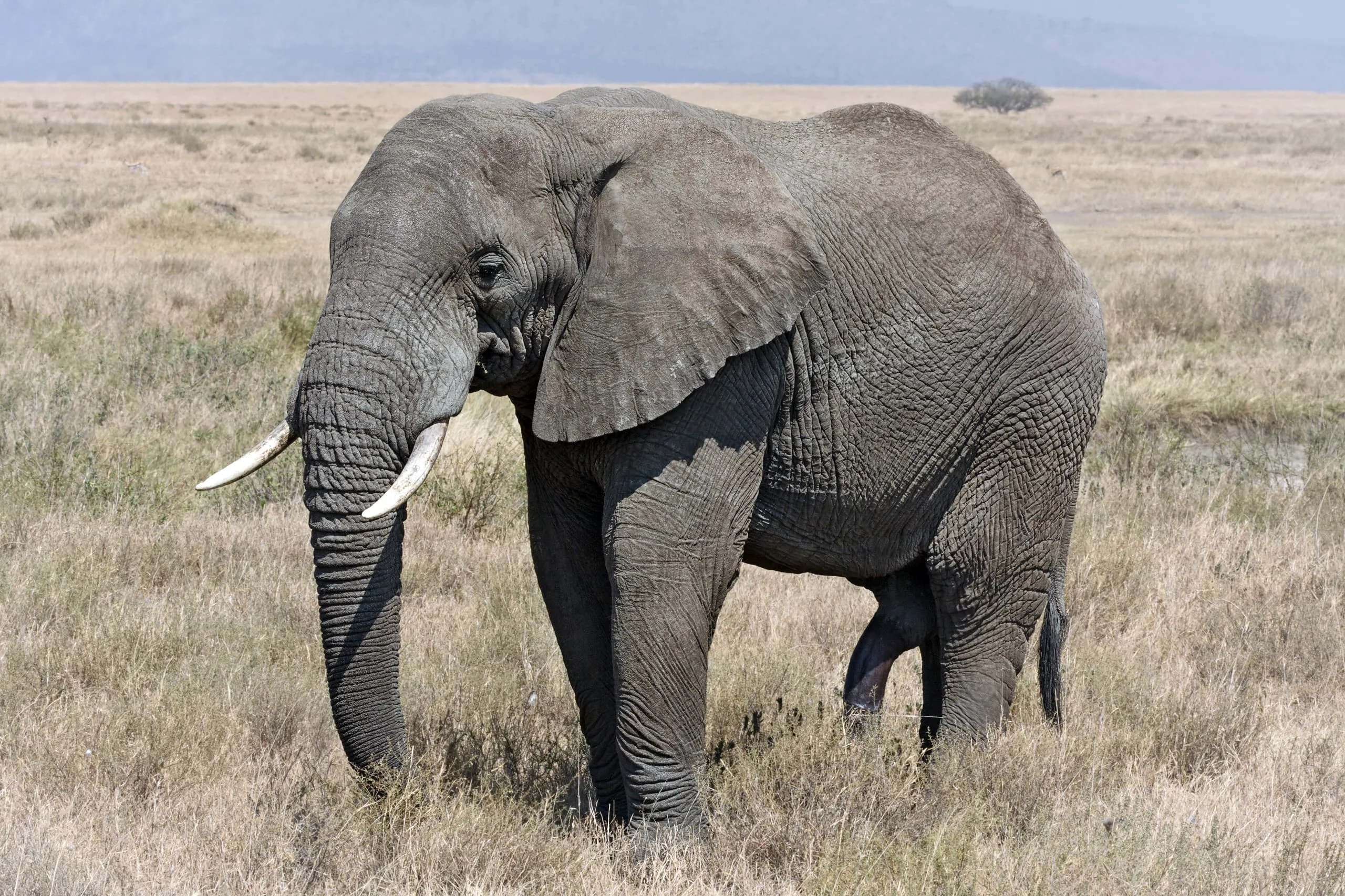 African elephant standing near green shrubs and trees in a natural habitat.