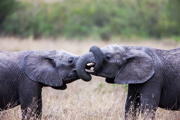 Two young elephants playfully intertwining their trunks in the wild.