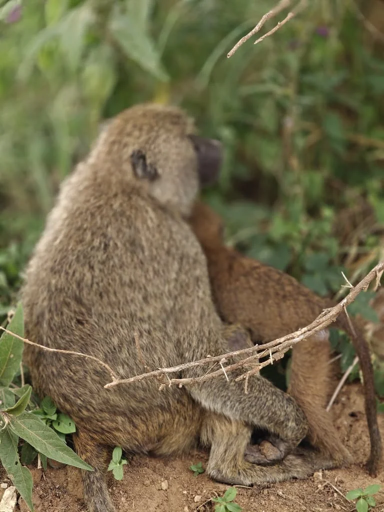 7-Day Private Tanzania Camping Safari: Tarangire, Serengeti & Ngorongoro