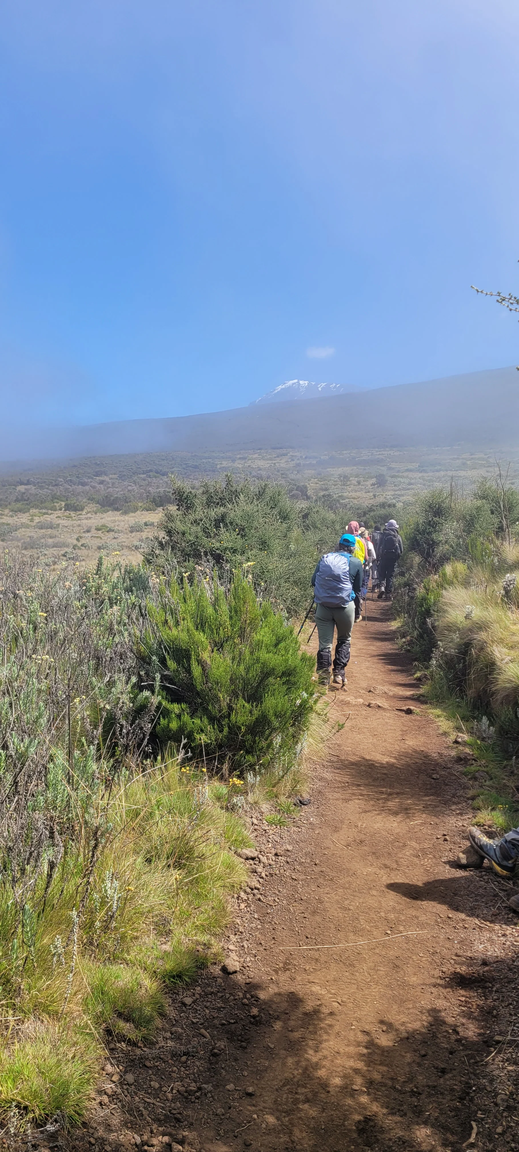 Hikers walk a Mount Kilimanjaro trail through moorland vegetation with the distant summit ahead beneath clear blue skies now.