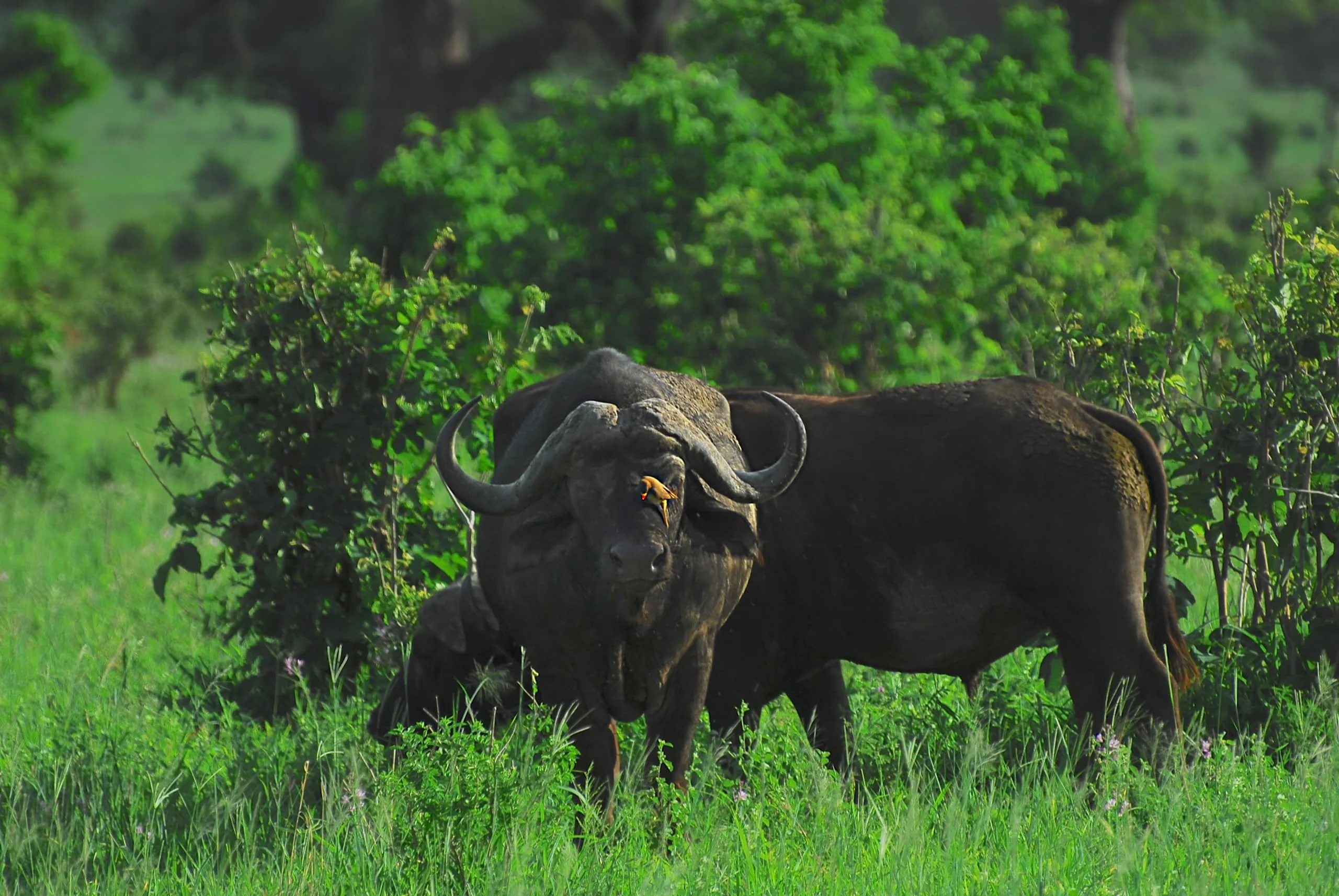 3-Day Private Serengeti Fly-In & Fly-Out Safari from Zanzibar