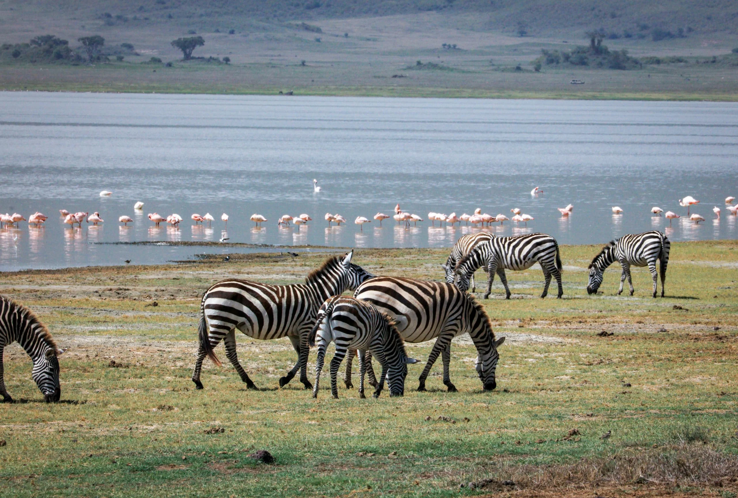 A herd of zebras grazing in a grassy field in front of a lake with flamingos in the background.