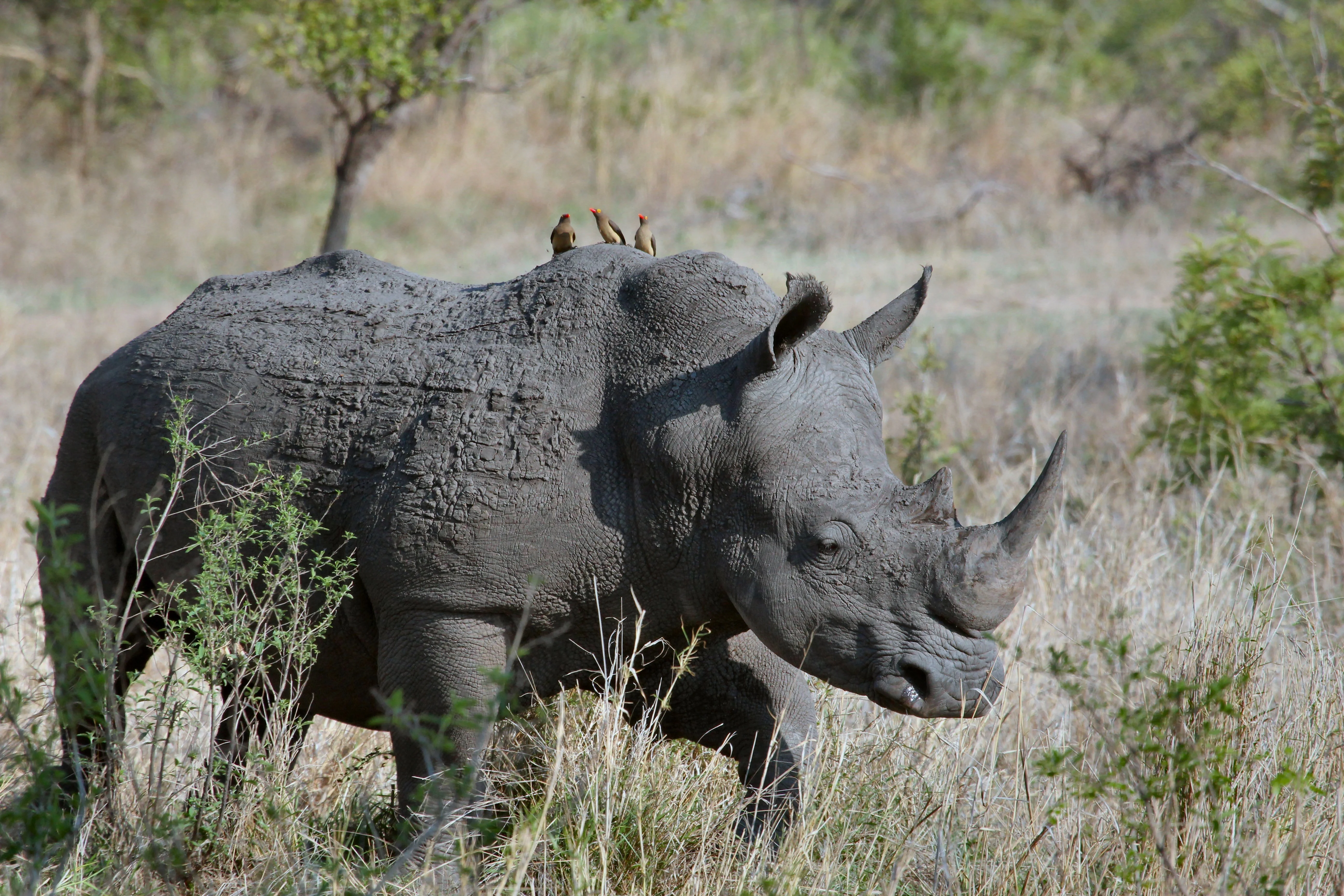 Ngorongoro Crater Day Trip from Arusha