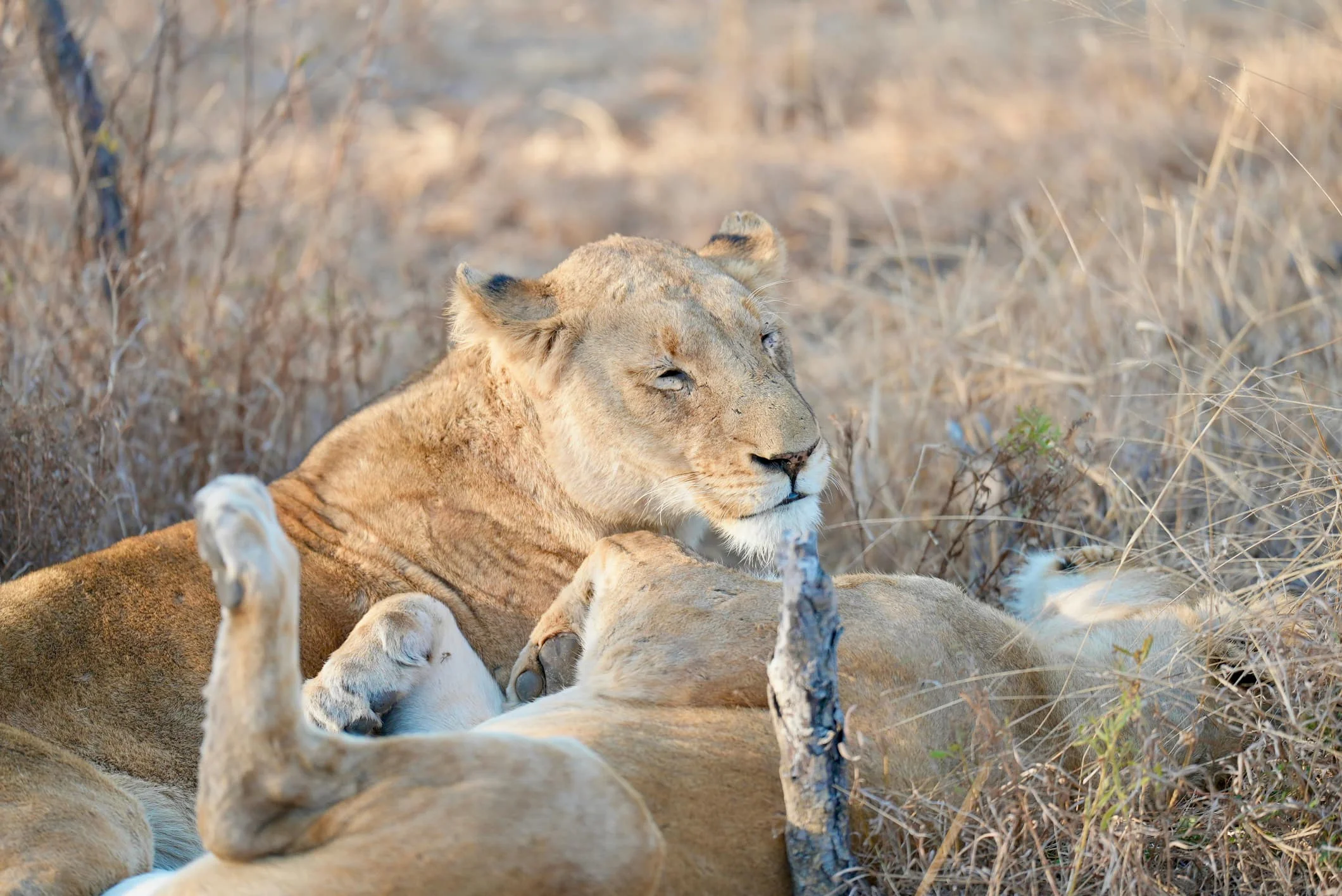 3-Day Private Serengeti Fly-In & Fly-Out Safari from Zanzibar
