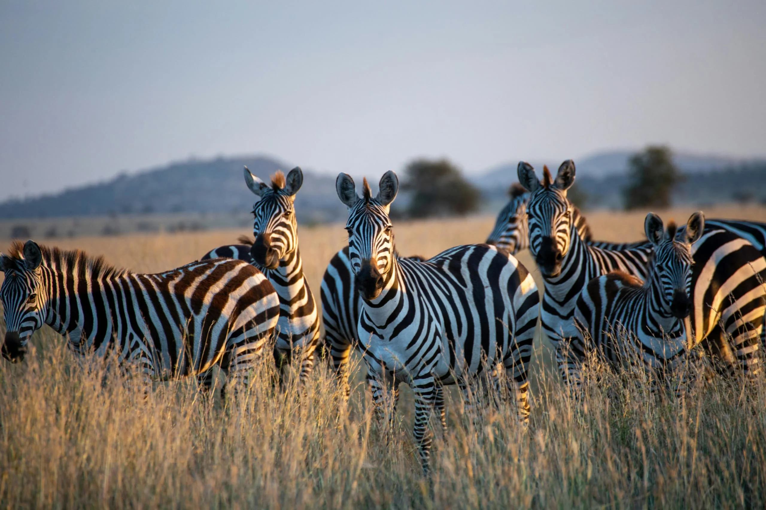 4-Day Private Camping Safari in Serengeti & Ngorongoro