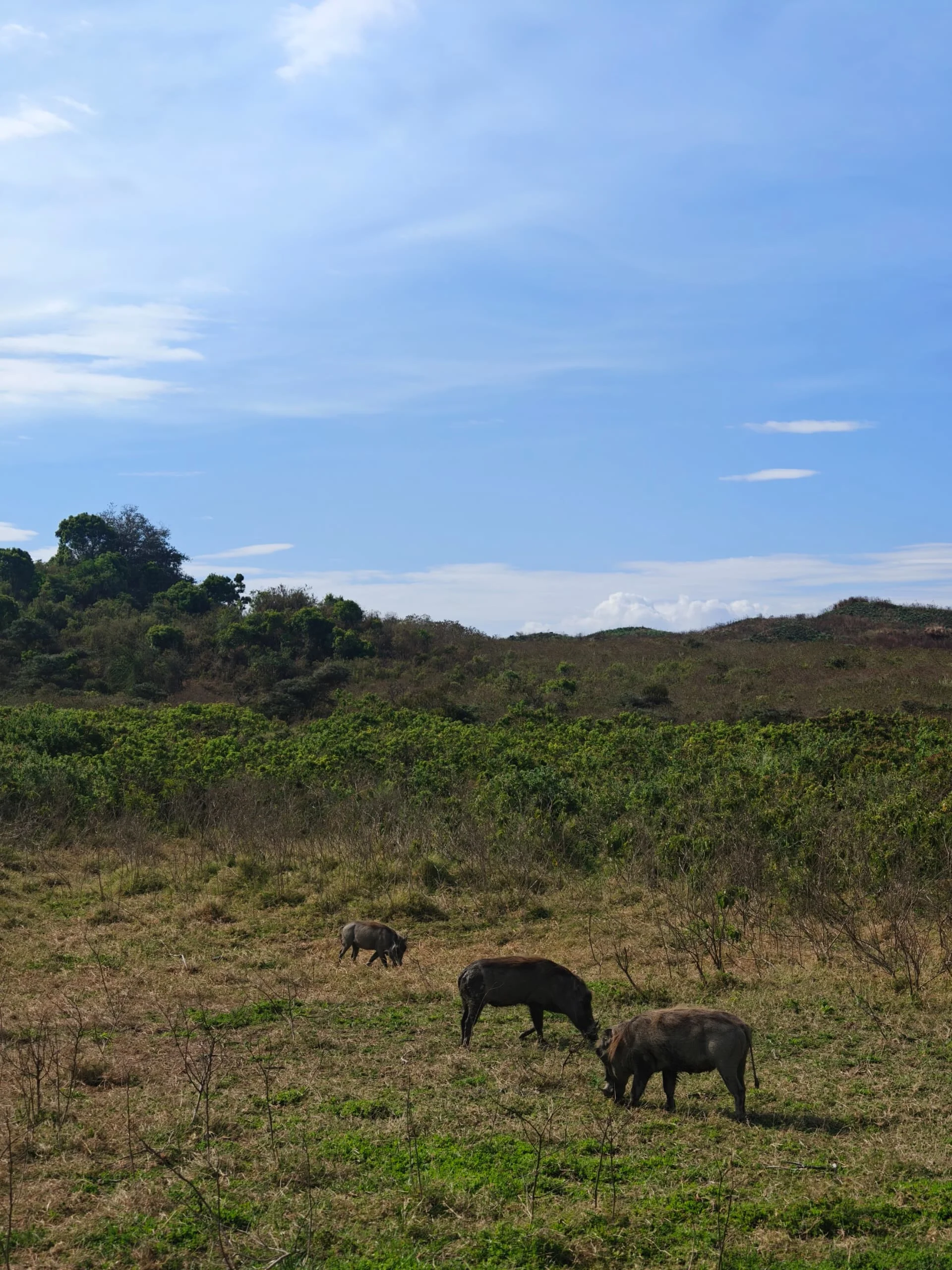 Family of warthogs foraging on grassy plains beneath green hills in Arusha National Park, Tanzania.