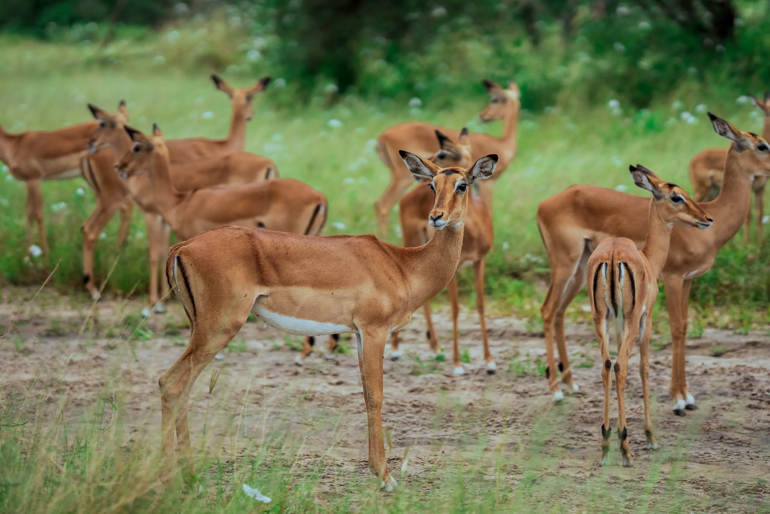 5-Day Private Tanzania Camping Safari: Tarangire, Serengeti & Ngorongoro