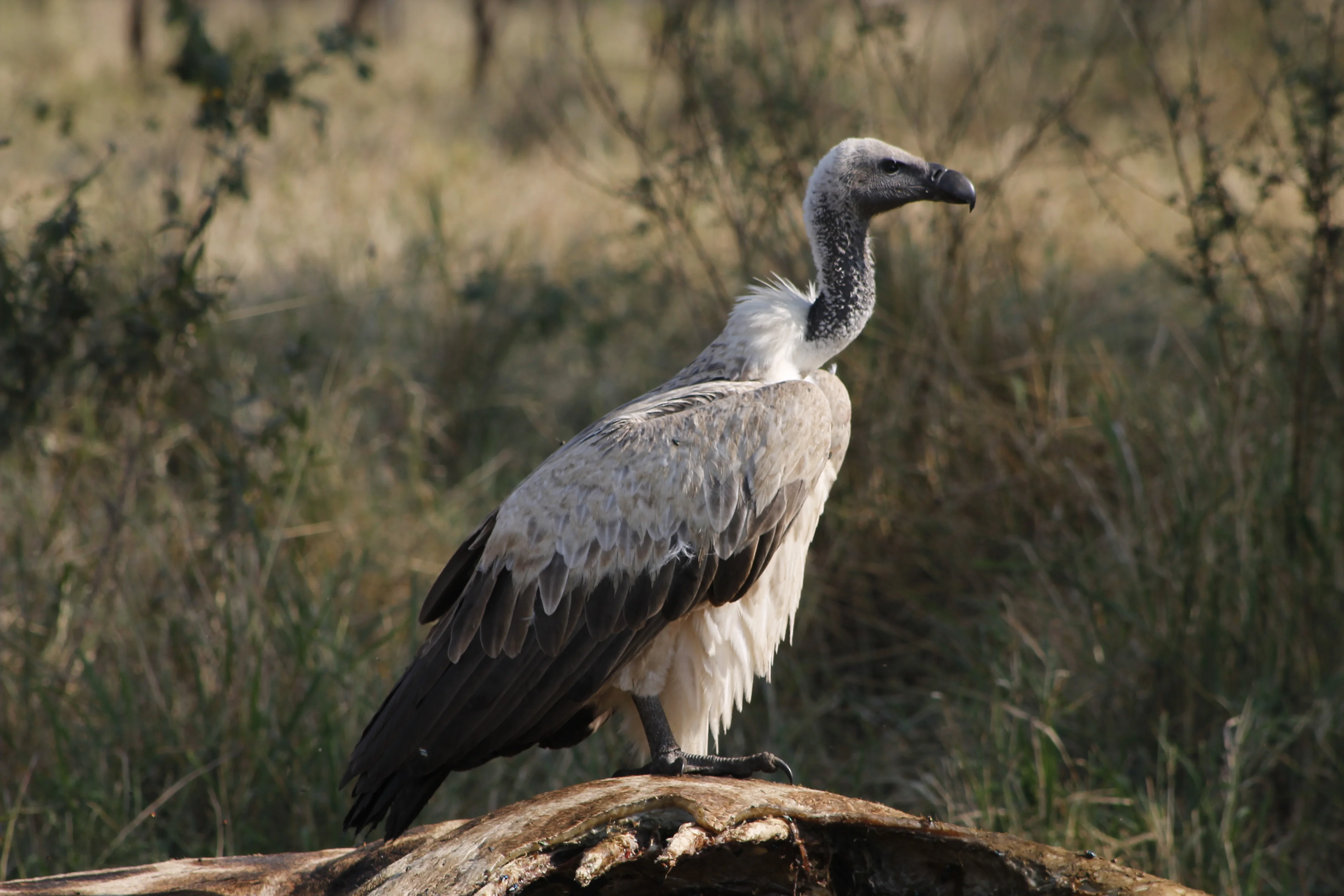 7-Day Private Tanzania Camping Safari: Tarangire, Serengeti & Ngorongoro