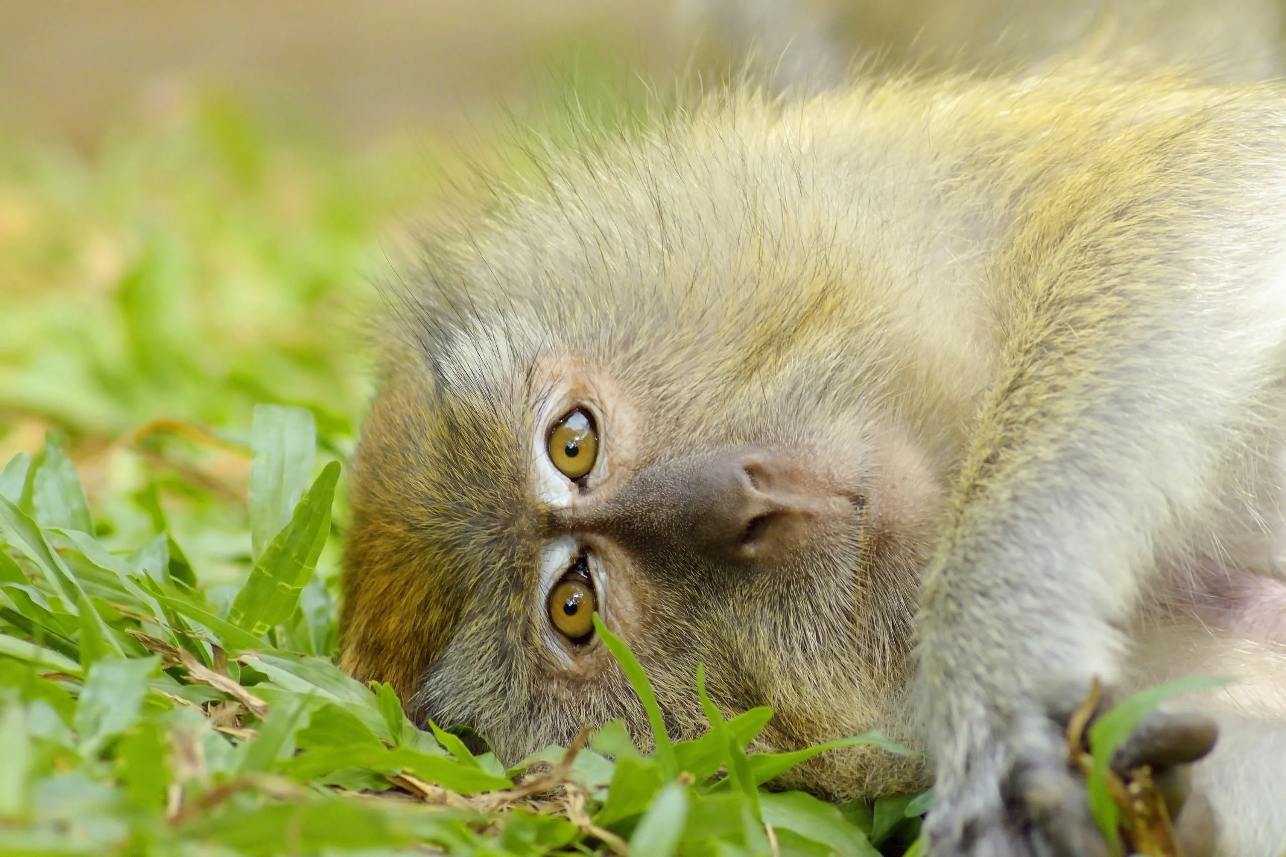 Close-up portrait of a vervet monkey lying down in green grass looking toward the camera