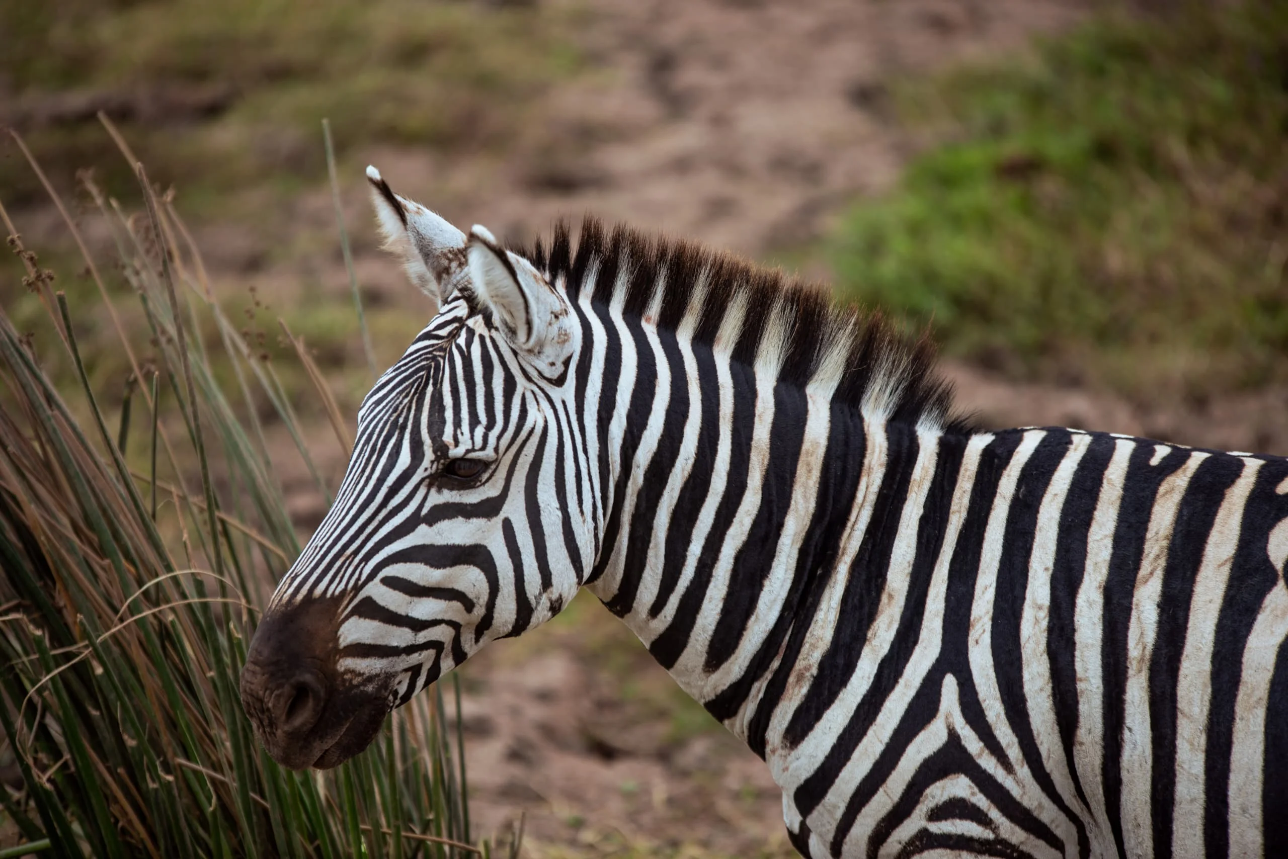 3-Day Private Serengeti Fly-In & Fly-Out Safari from Zanzibar