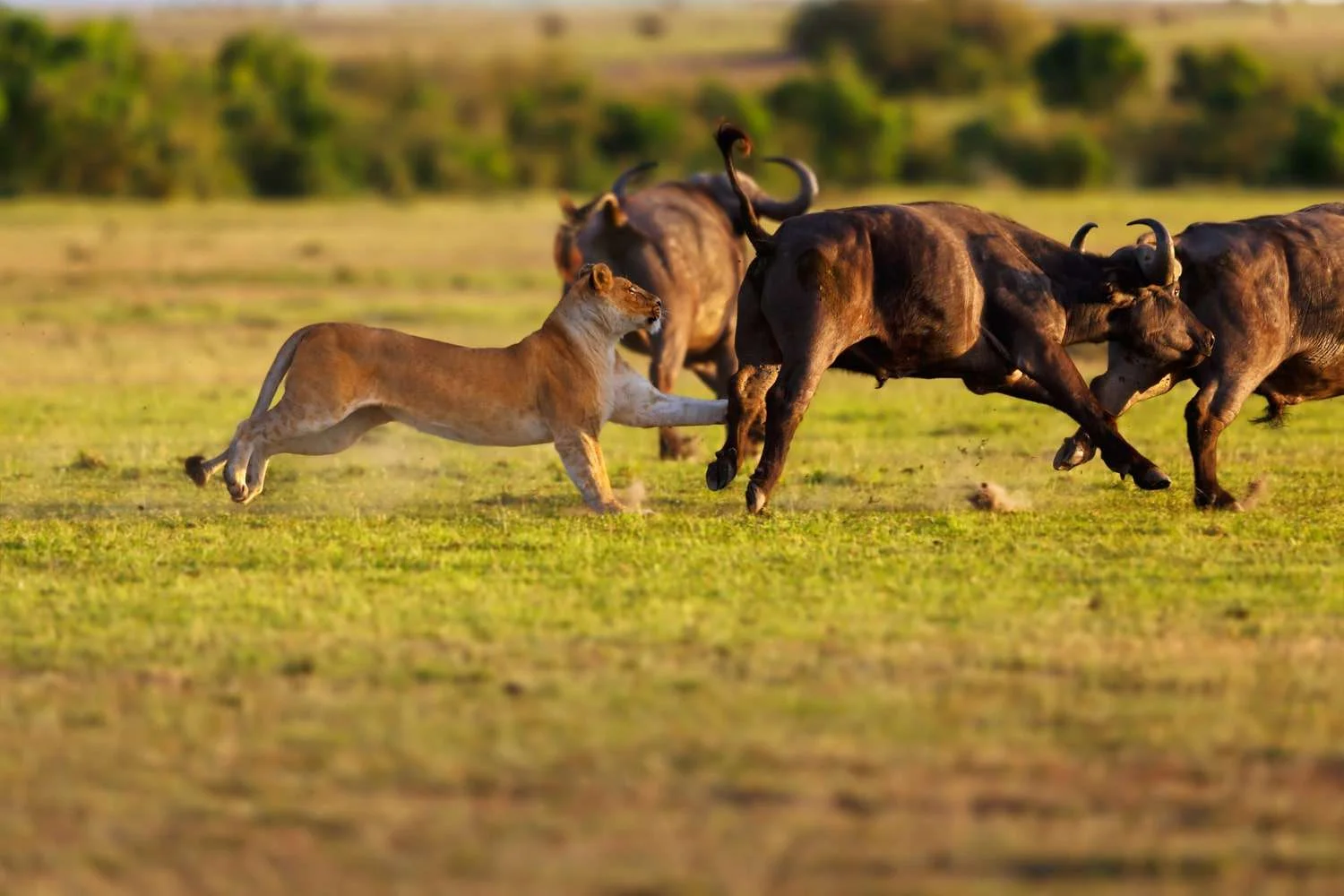 Lioness leaping at African buffalos during a dramatic predator hunt action in Serengeti National Park.