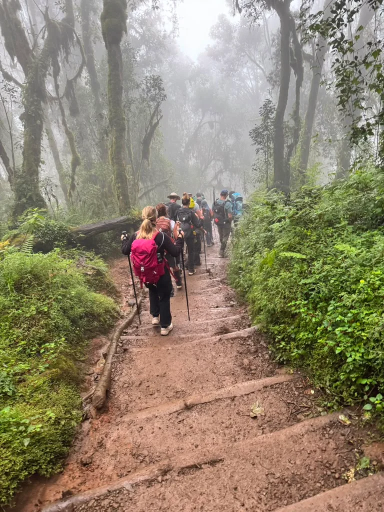 Hikers follow a misty rainforest trail on Mount Kilimanjaro, surrounded by lush forest along Tanzania's scenic Machame Route.