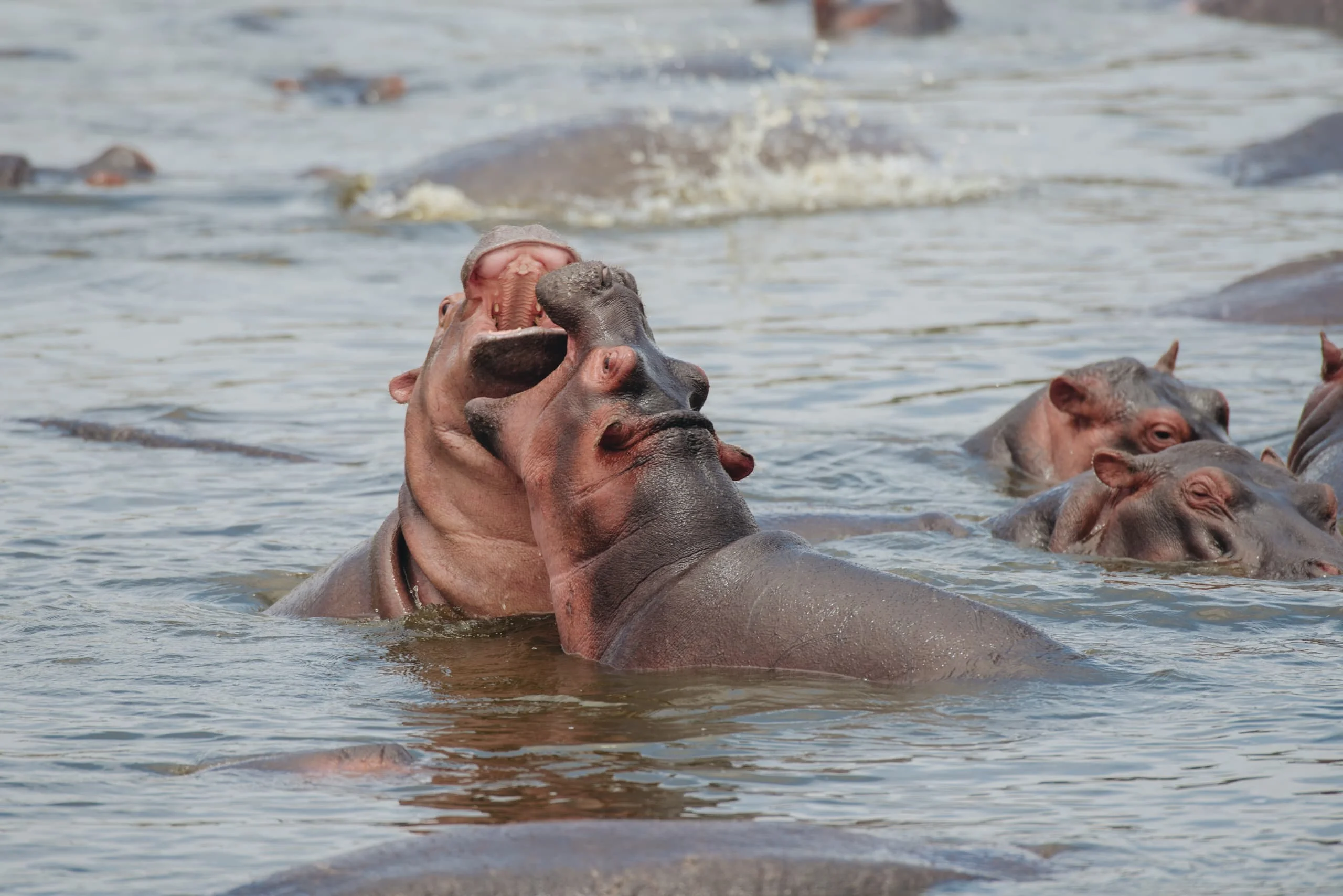 4-Day Private Camping Safari in Serengeti & Ngorongoro
