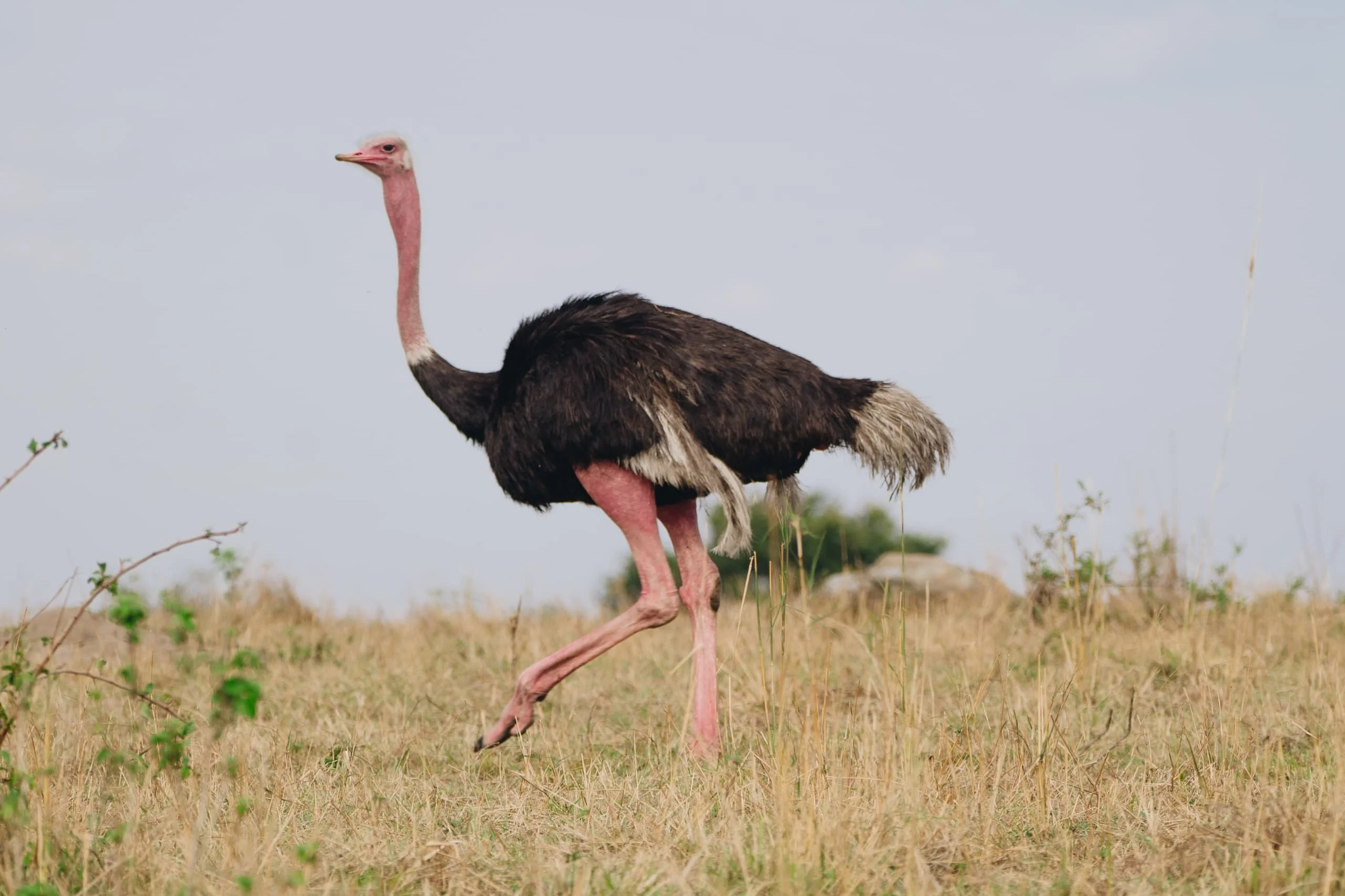 4-Day Private Camping Safari in Serengeti & Ngorongoro