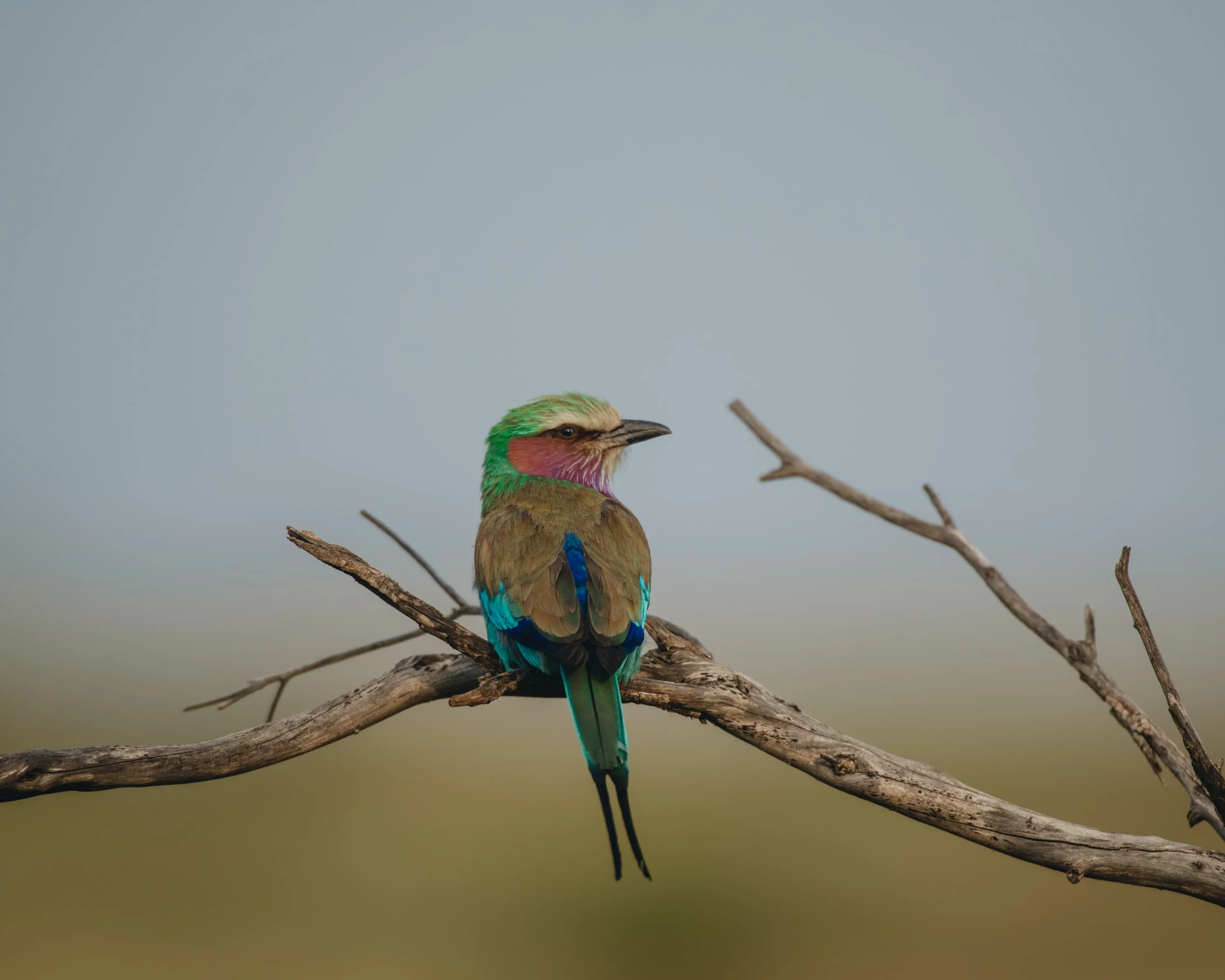 3-Day Private Serengeti Fly-In & Fly-Out Safari from Zanzibar