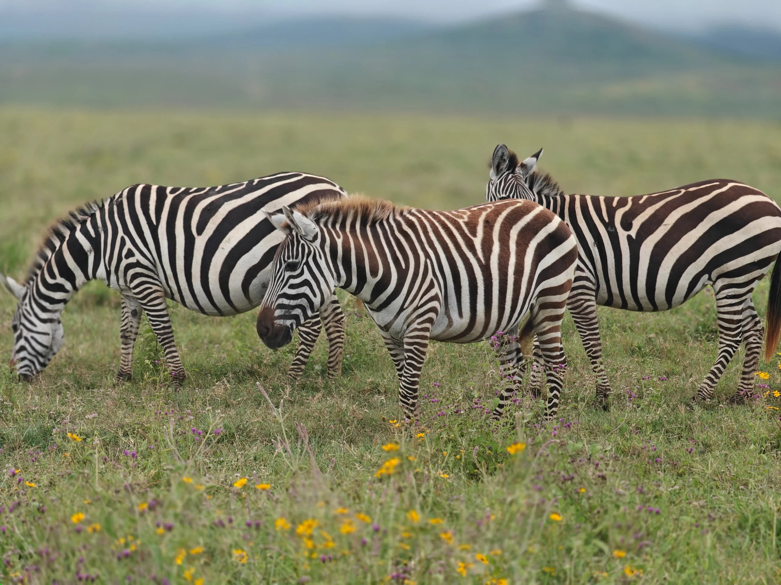 6-Day Private Tanzania Camping Safari: Tarangire, Serengeti & Ngorongoro