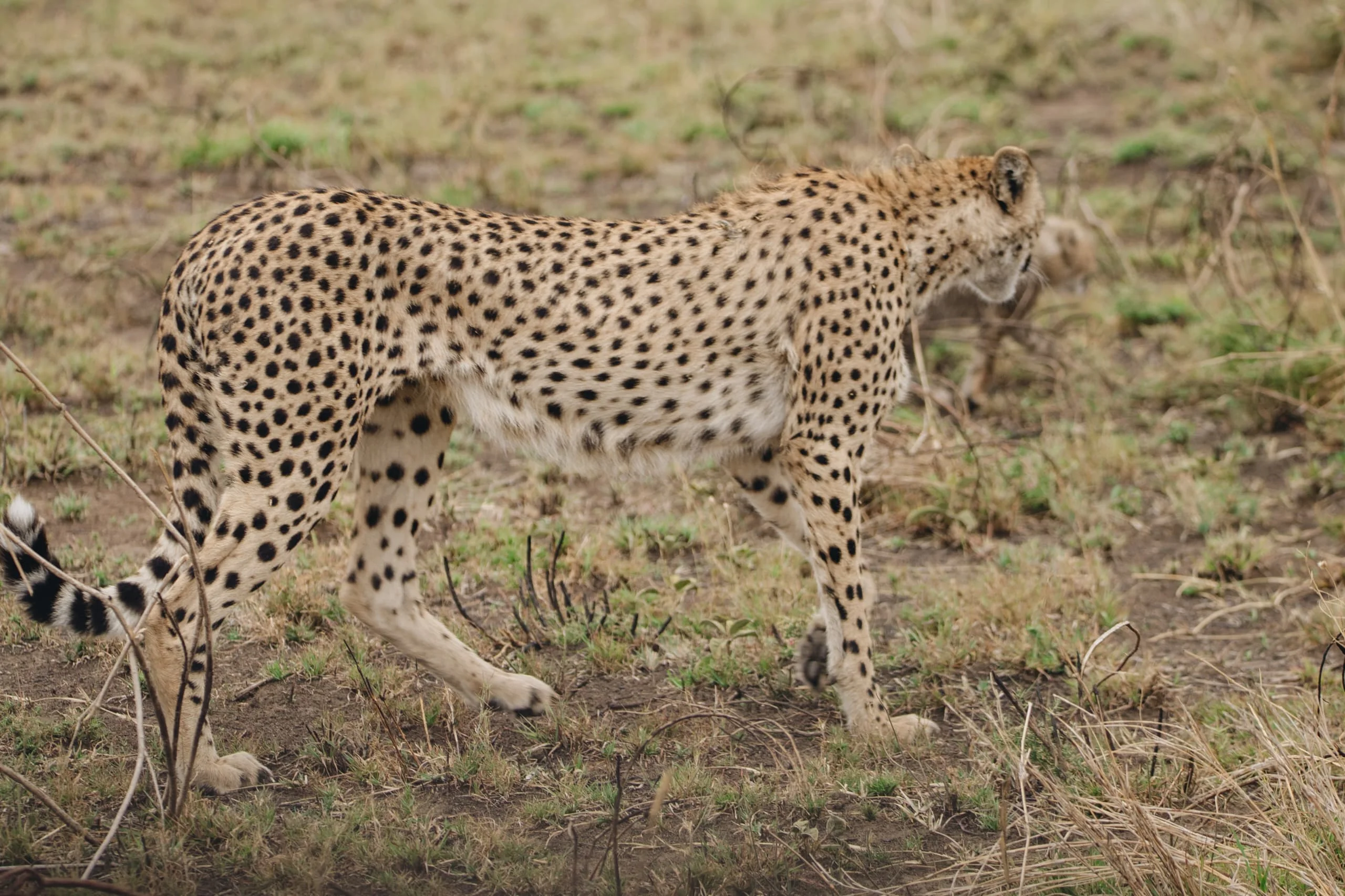 3-Day Private Serengeti Fly-In & Fly-Out Safari from Zanzibar