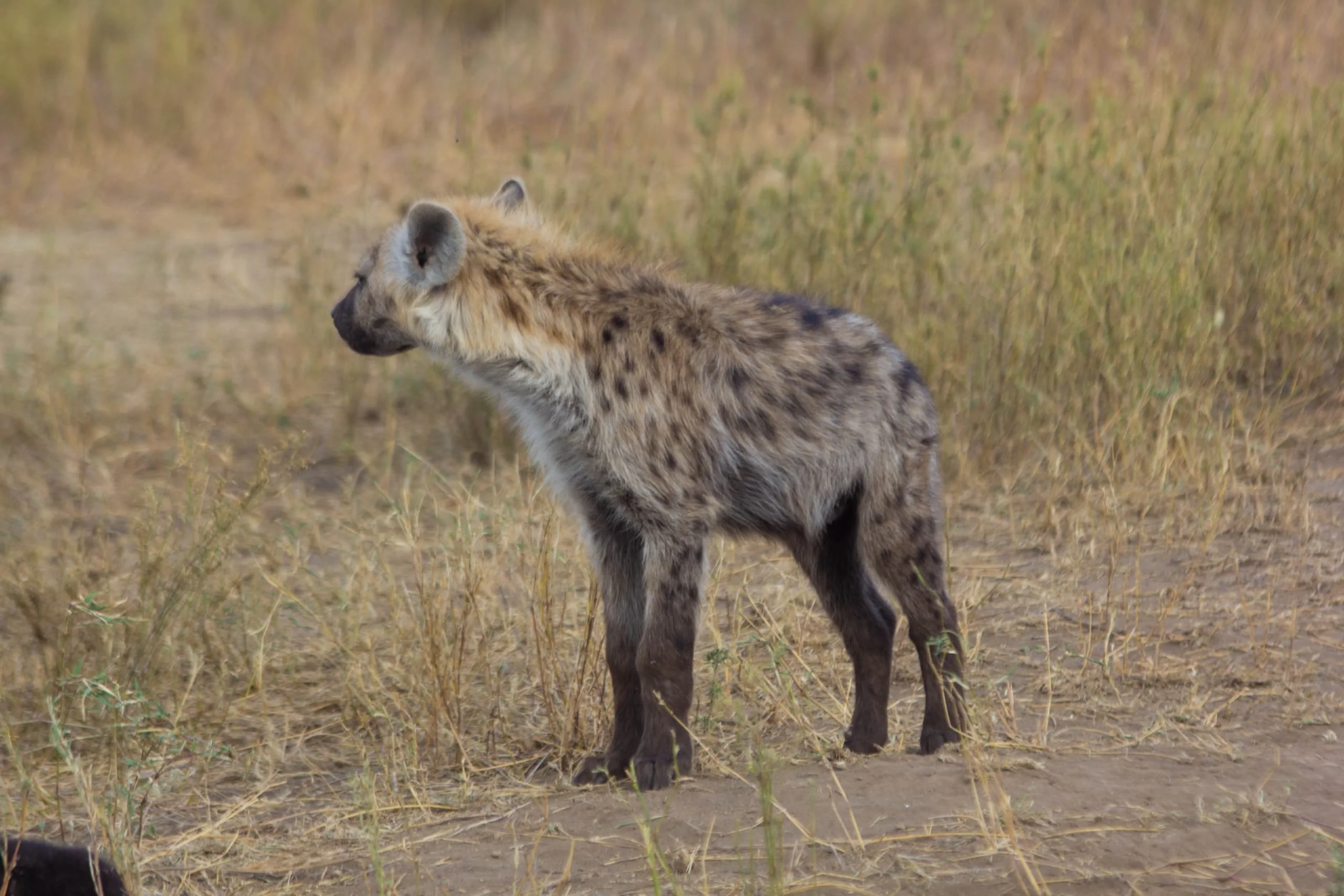 Spotted hyena standing on dry ground looking directly toward the camera.