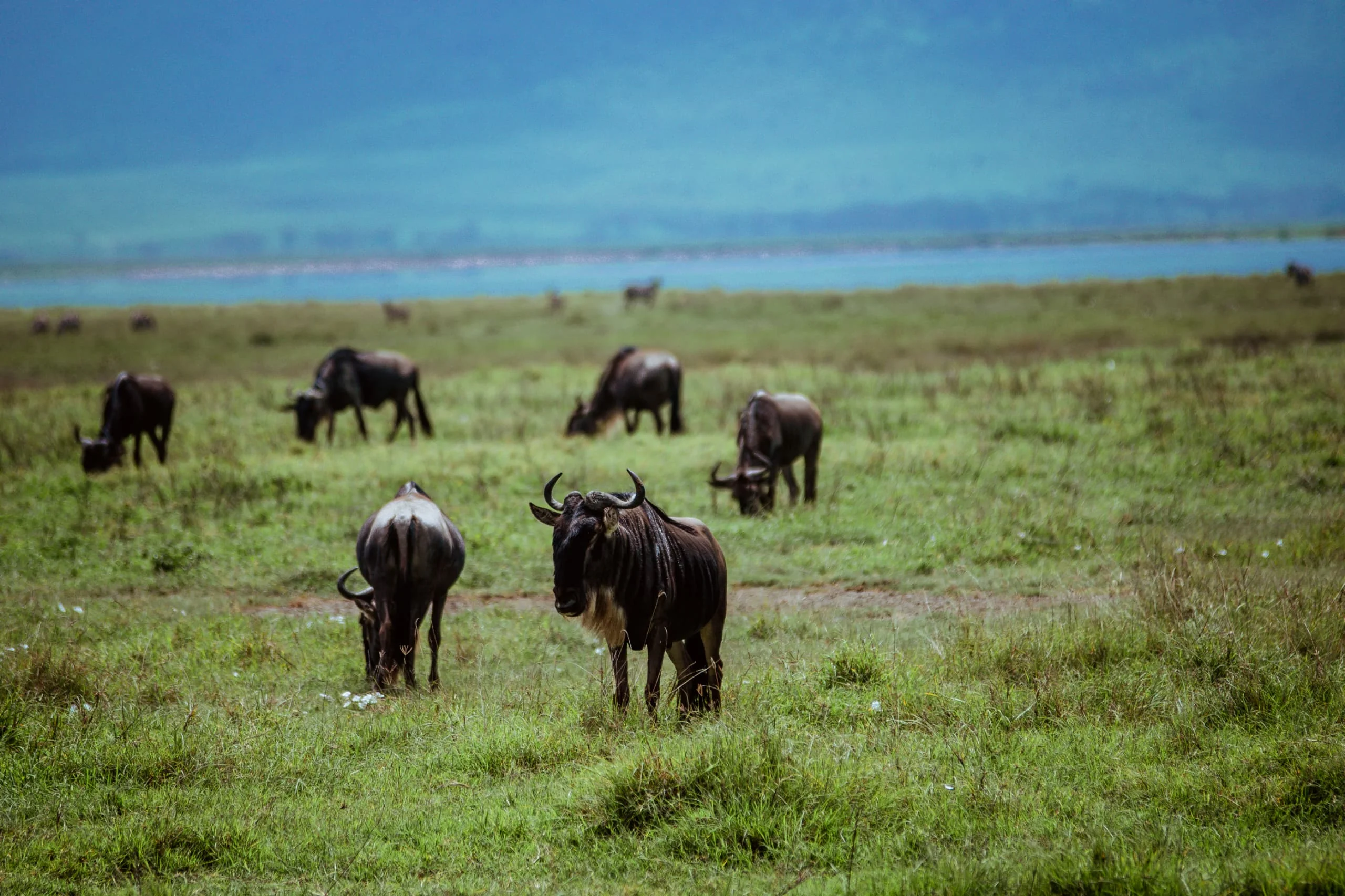 6-Day Private Tanzania Camping Safari: Tarangire, Serengeti & Ngorongoro