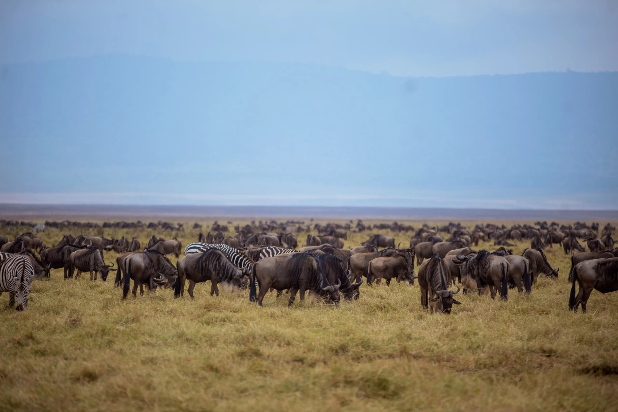 3-Day Private Serengeti Fly-In & Fly-Out Safari from Zanzibar