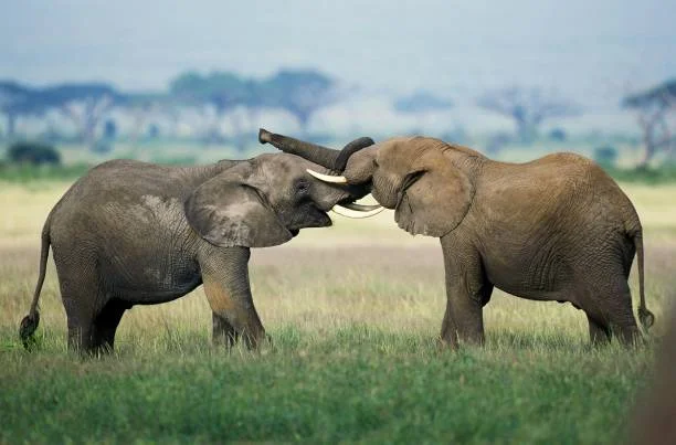 3-Day Private Serengeti Fly-In & Fly-Out Safari from Zanzibar