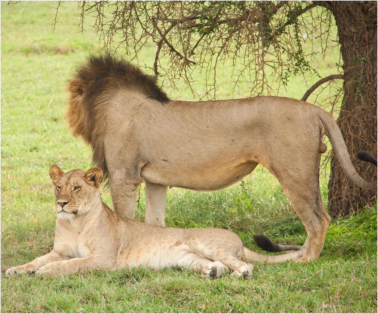3-Day Private Serengeti Fly-In & Fly-Out Safari from Zanzibar