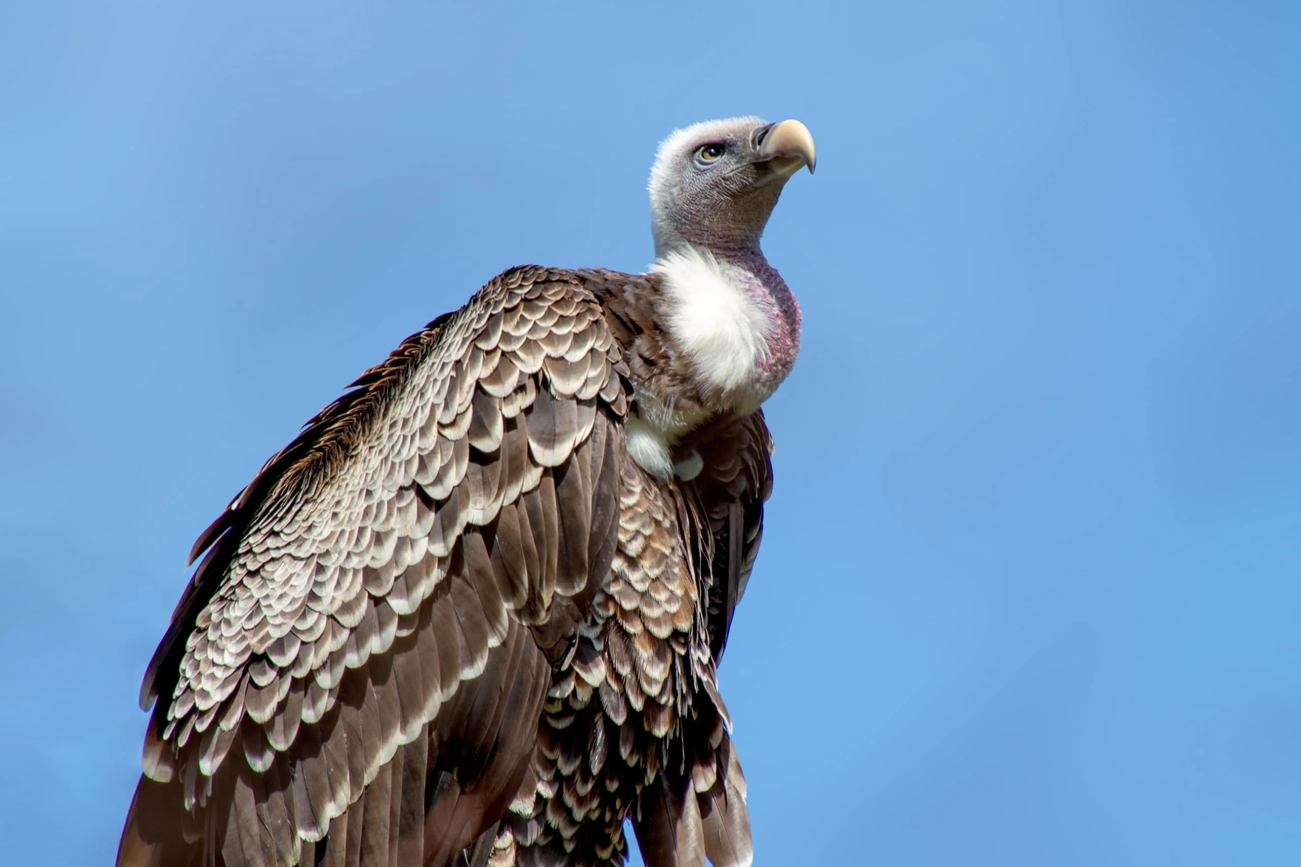 6-Day Private Tanzania Mid-Range Safari: Tarangire, Manyara, Serengeti & Ngorongoro
