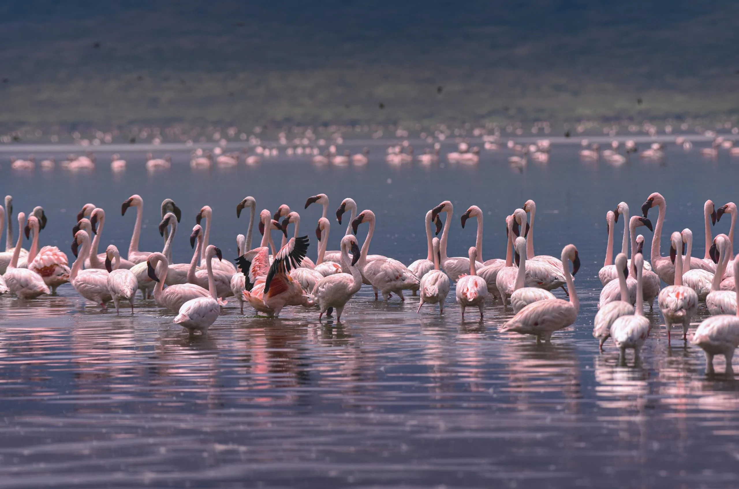 4-Day Private Camping Safari in Serengeti & Ngorongoro
