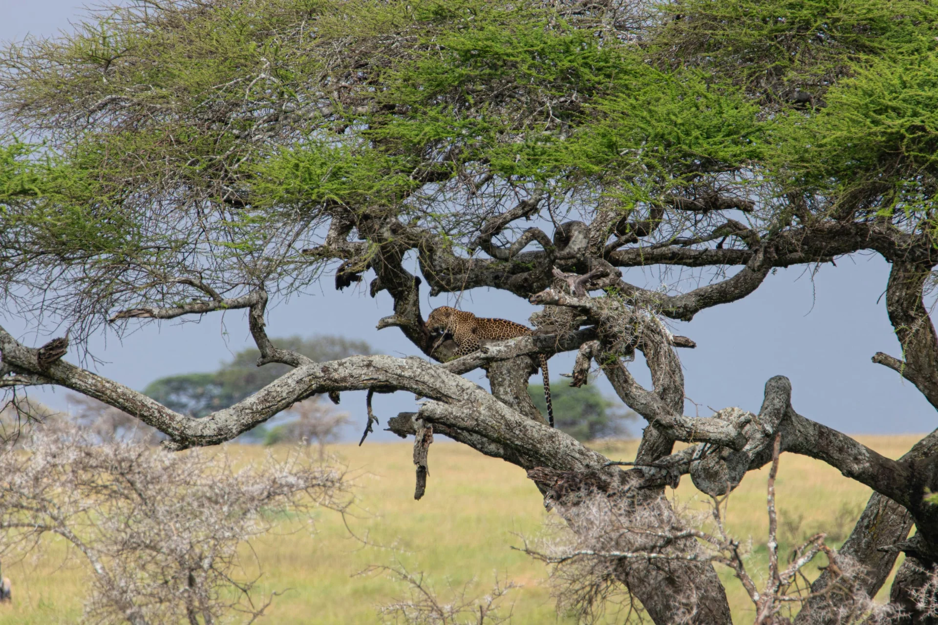 5-Day Private Ndutu Calving Season Safari – photo 2