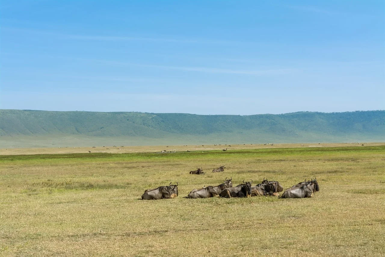 4-Day Private Camping Safari in Serengeti & Ngorongoro
