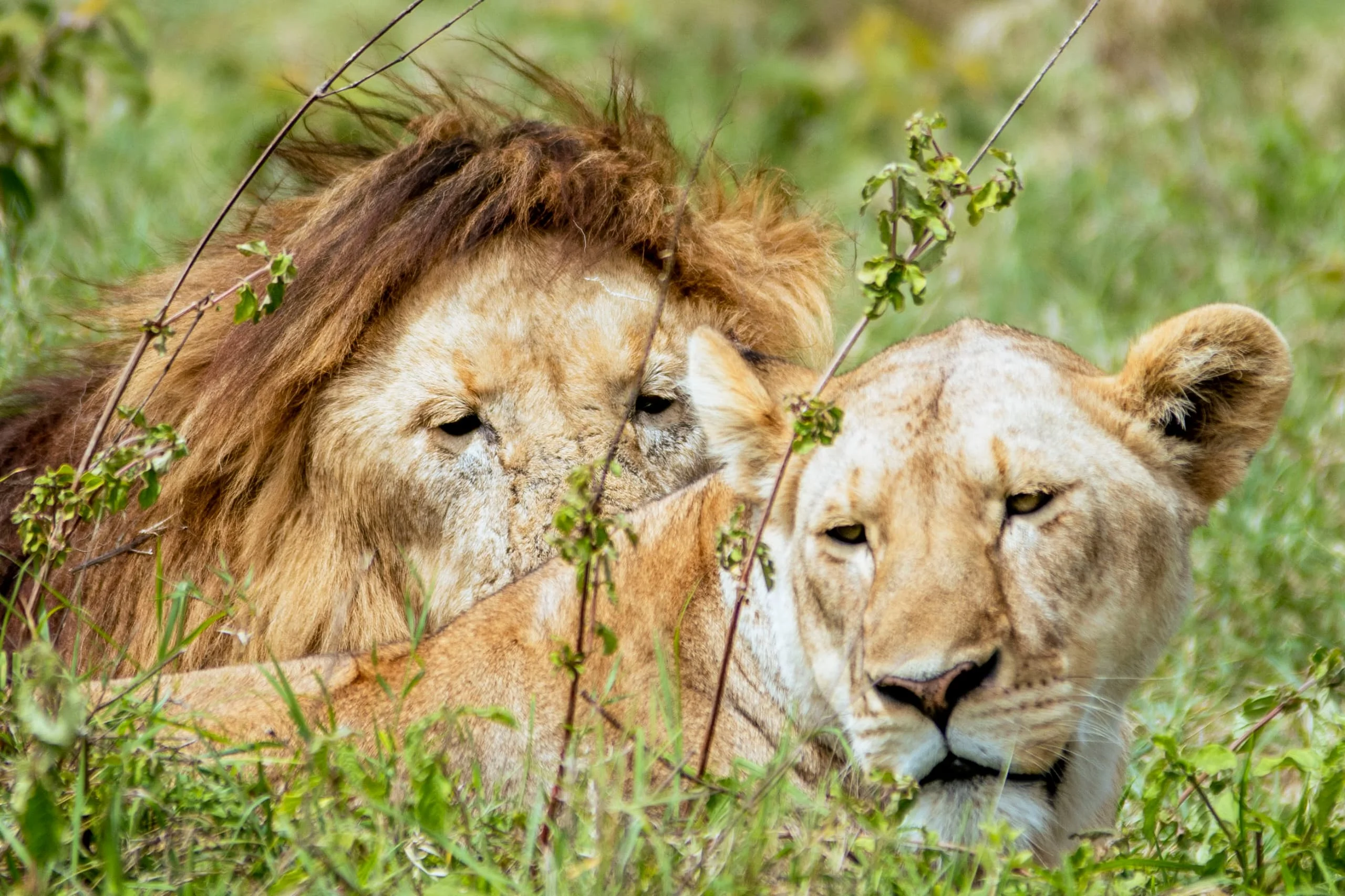 Two lions resting close together in green grass, with one resting its head gently on the other.