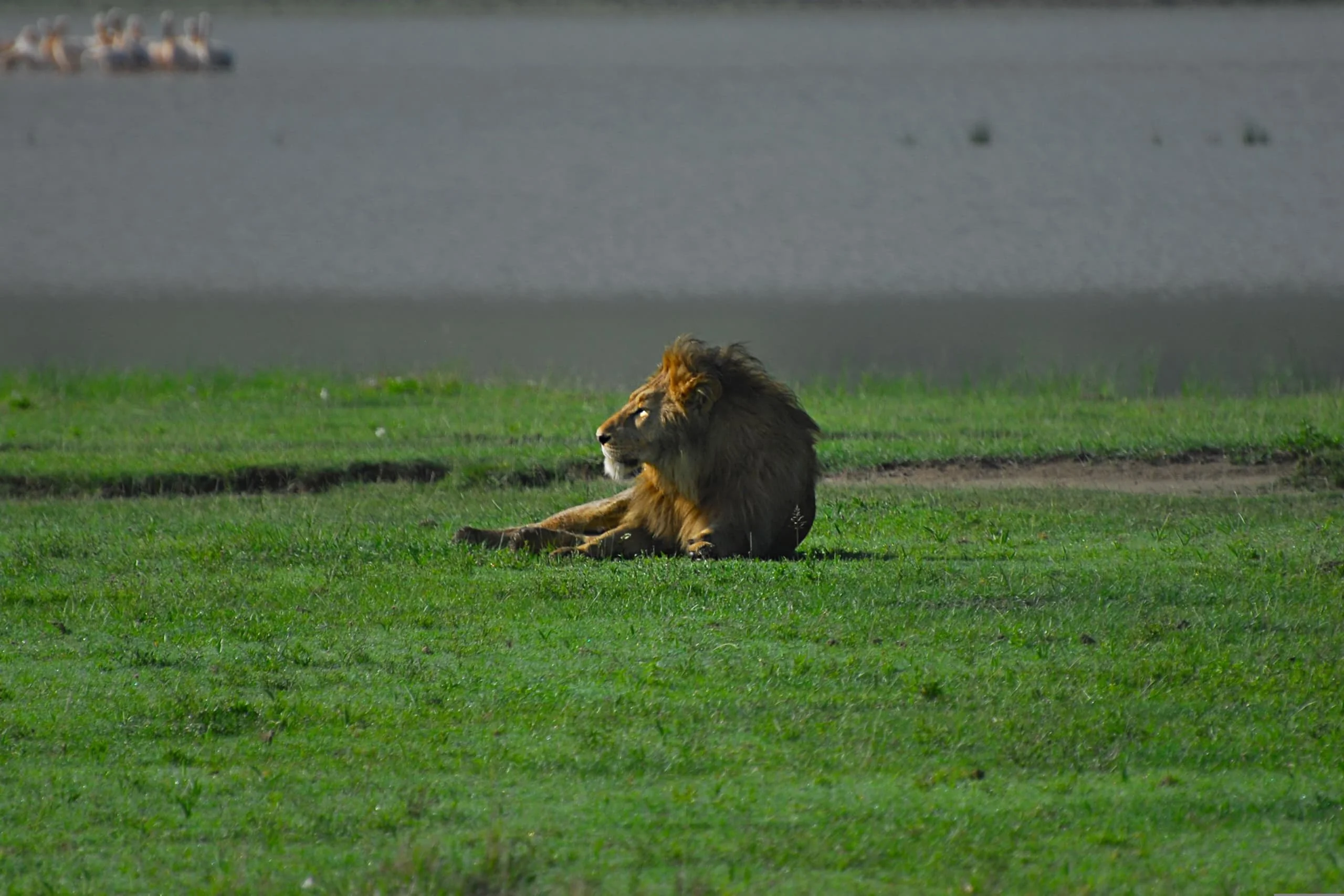 3-Day Private Serengeti Fly-In & Fly-Out Safari from Zanzibar