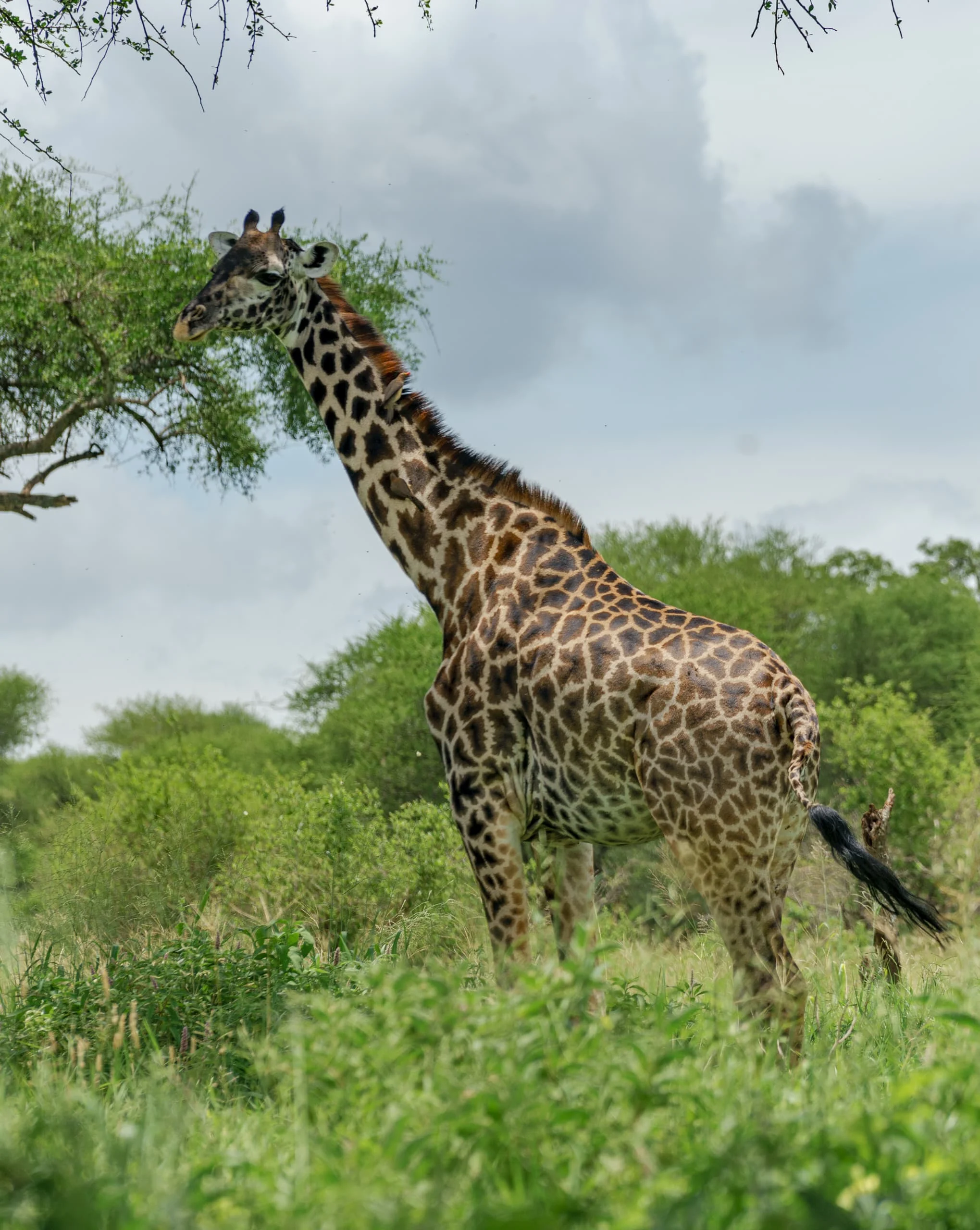 3-Day Private Serengeti Fly-In & Fly-Out Safari from Zanzibar