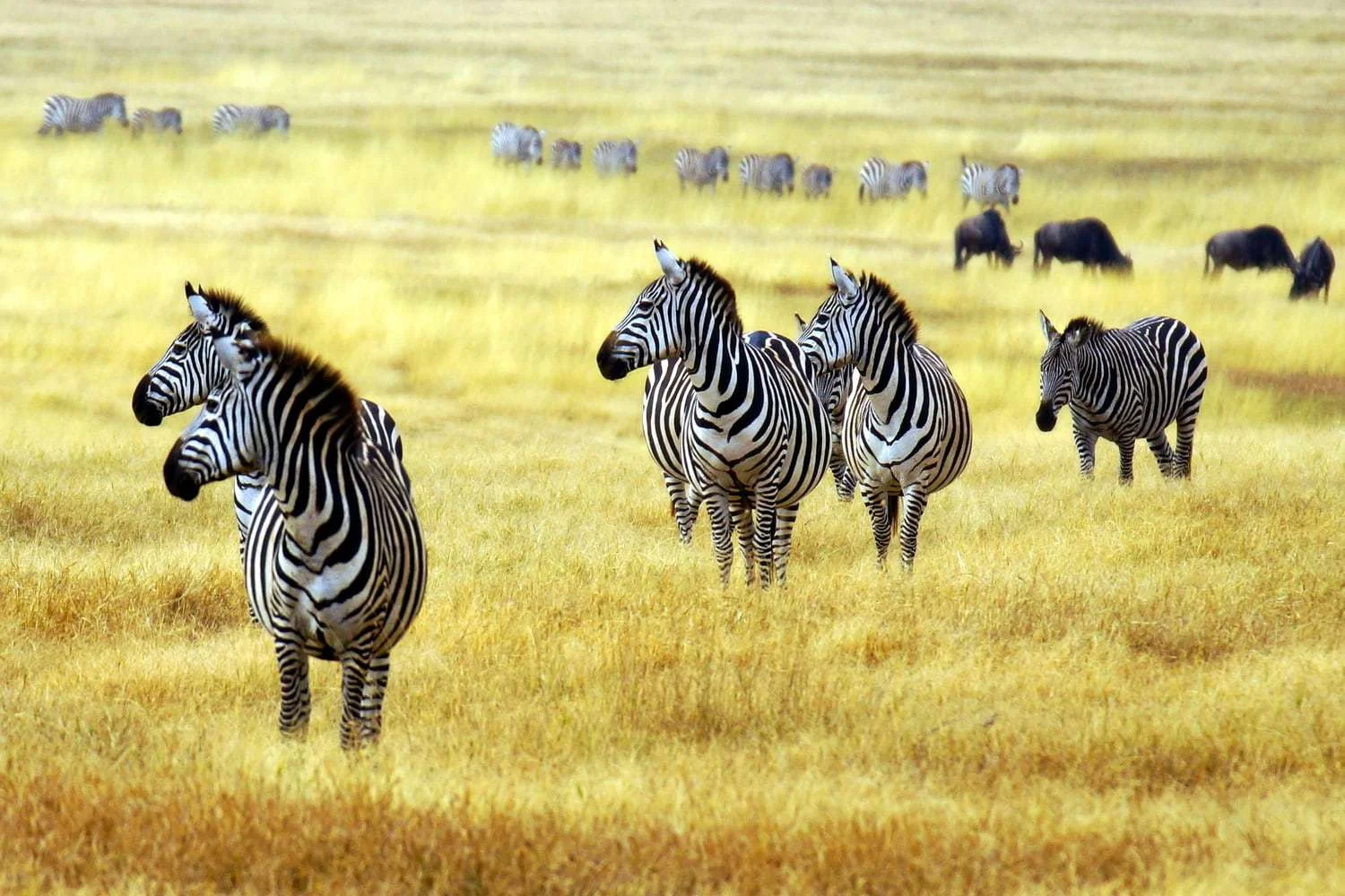 7-Day Luxury Ndutu & Southern Serengeti Safari – photo 2